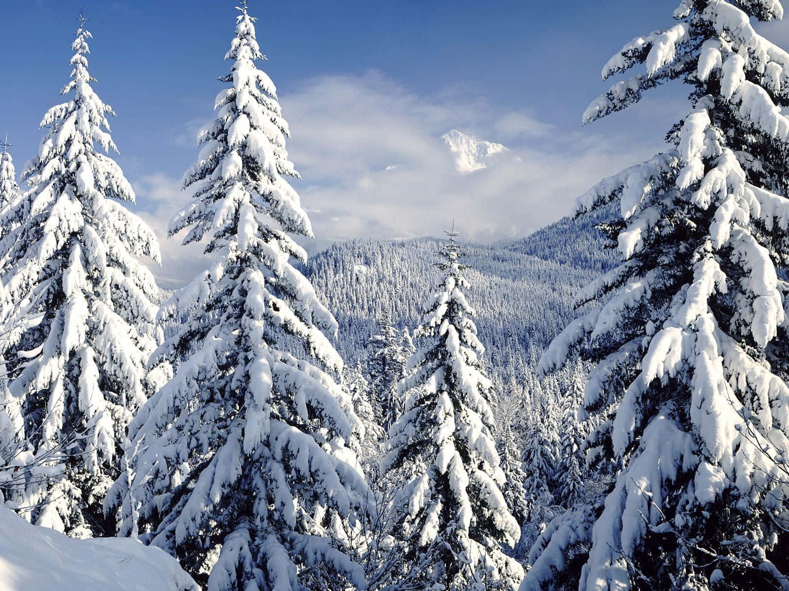 Snow Trees 桌布 壁紙 — 白雪覆蓋的常綠樹在冬日清澈的藍天和遠處積雪的山峰襯托下高高聳立。