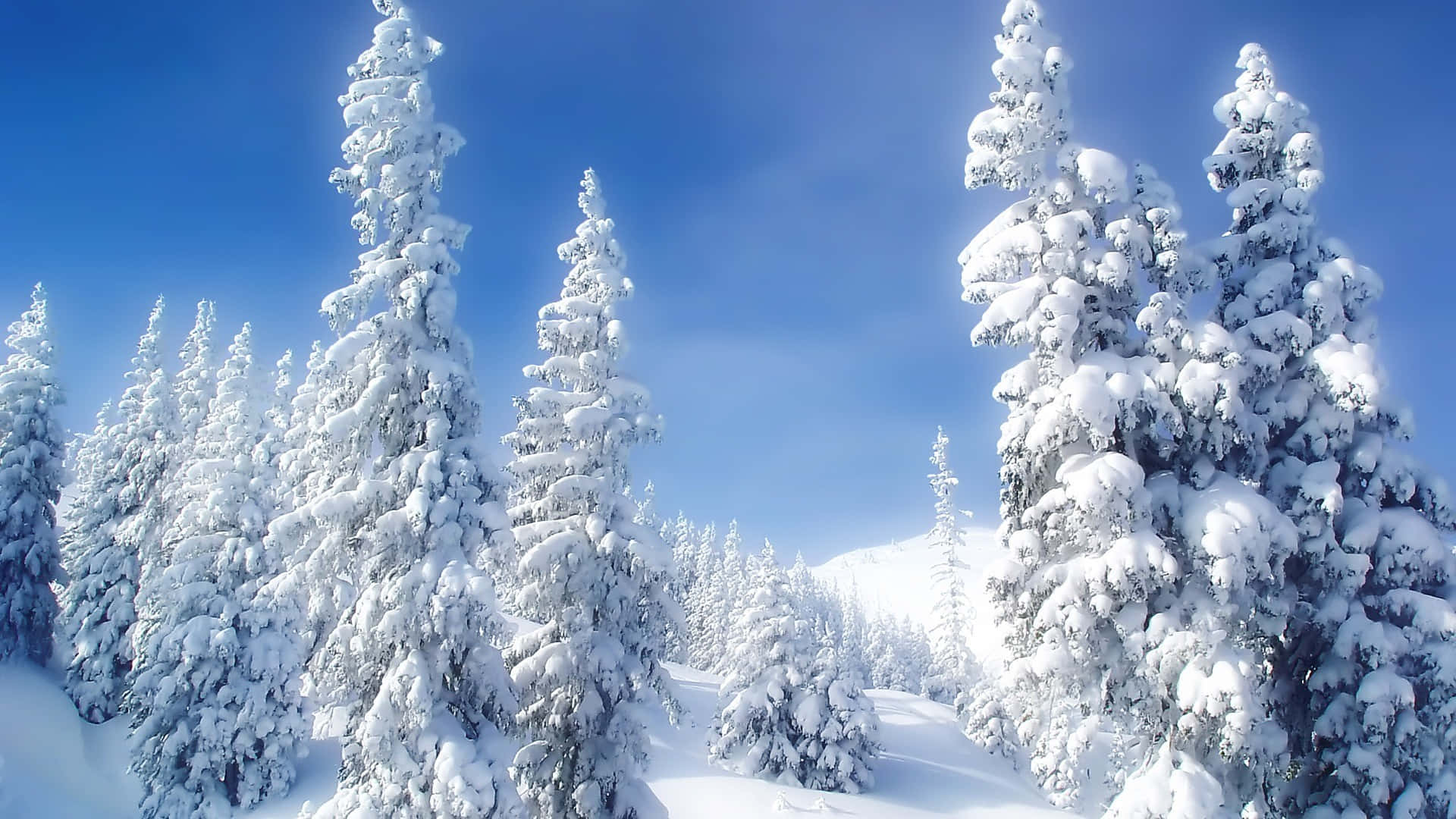 冬季美學 桌布 壁紙 — 白雪覆蓋的常綠樹在寧靜的冬季森林中，襯著清澈的藍天高高聳立。