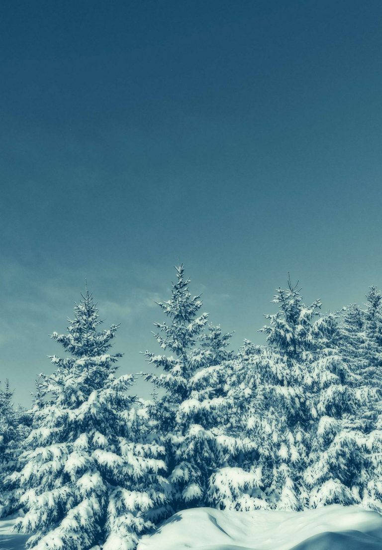 高清 桌布 壁紙 — 白雪覆蓋的常綠樹在寧靜的冬季森林中，高聳於廣闊清澈的藍天下。
