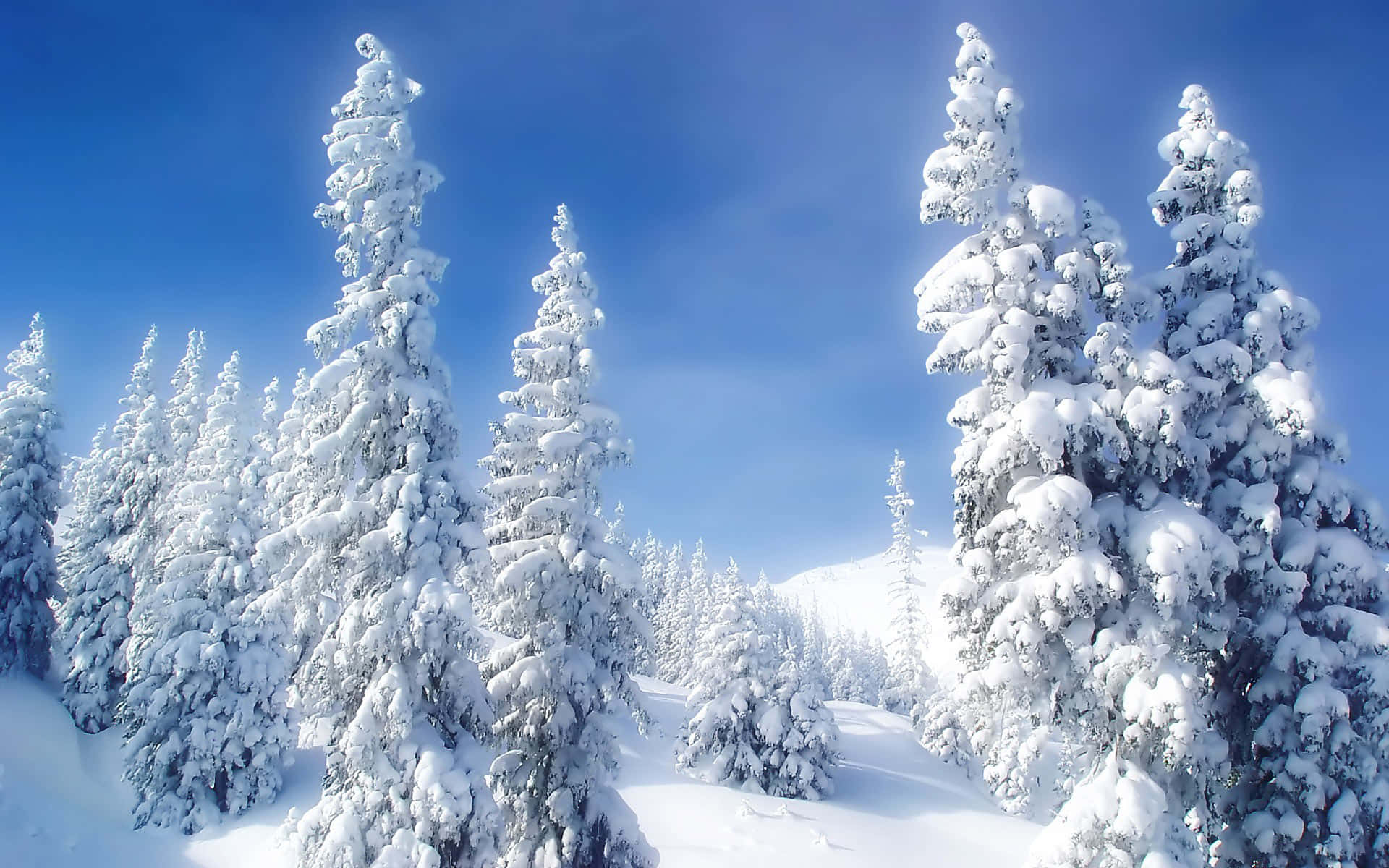 冬季 桌布 壁紙 — 白雪覆蓋的常綠樹在寧靜的冬日森林中，襯著清澈的藍天高高聳立。