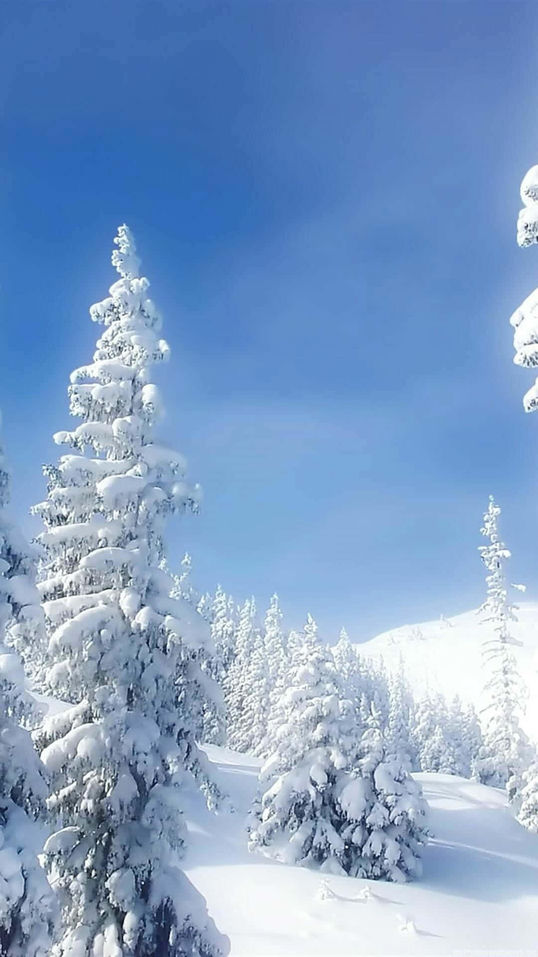 雪 桌布 壁紙 — 白雪覆蓋的常綠樹在寧靜的冬日森林中，襯著清澈的藍天高高聳立。