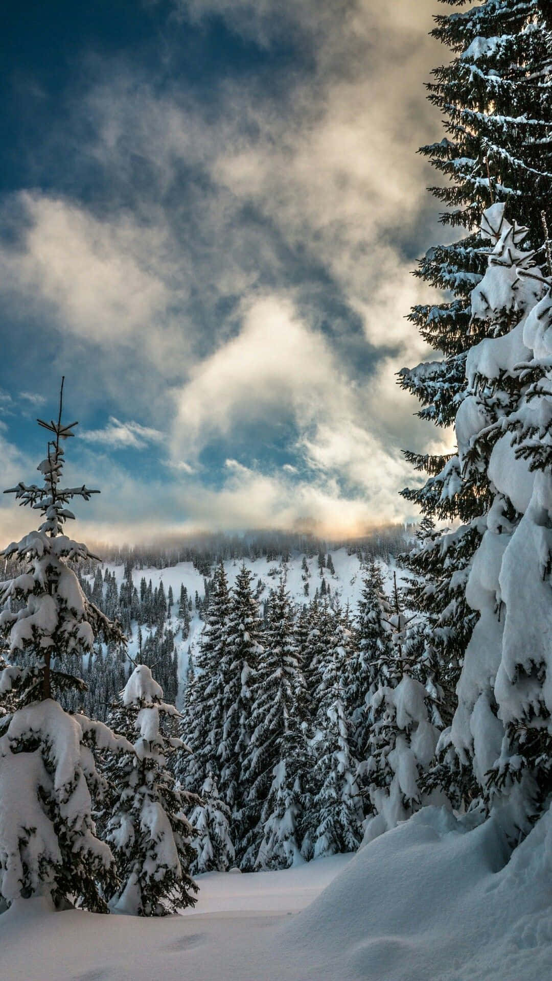 Winter Landscape 桌布 壁紙 — 白雪覆蓋的常綠樹在戲劇性的多雲天空下，金色陽光穿透，框出一片寧靜的冬季森林。