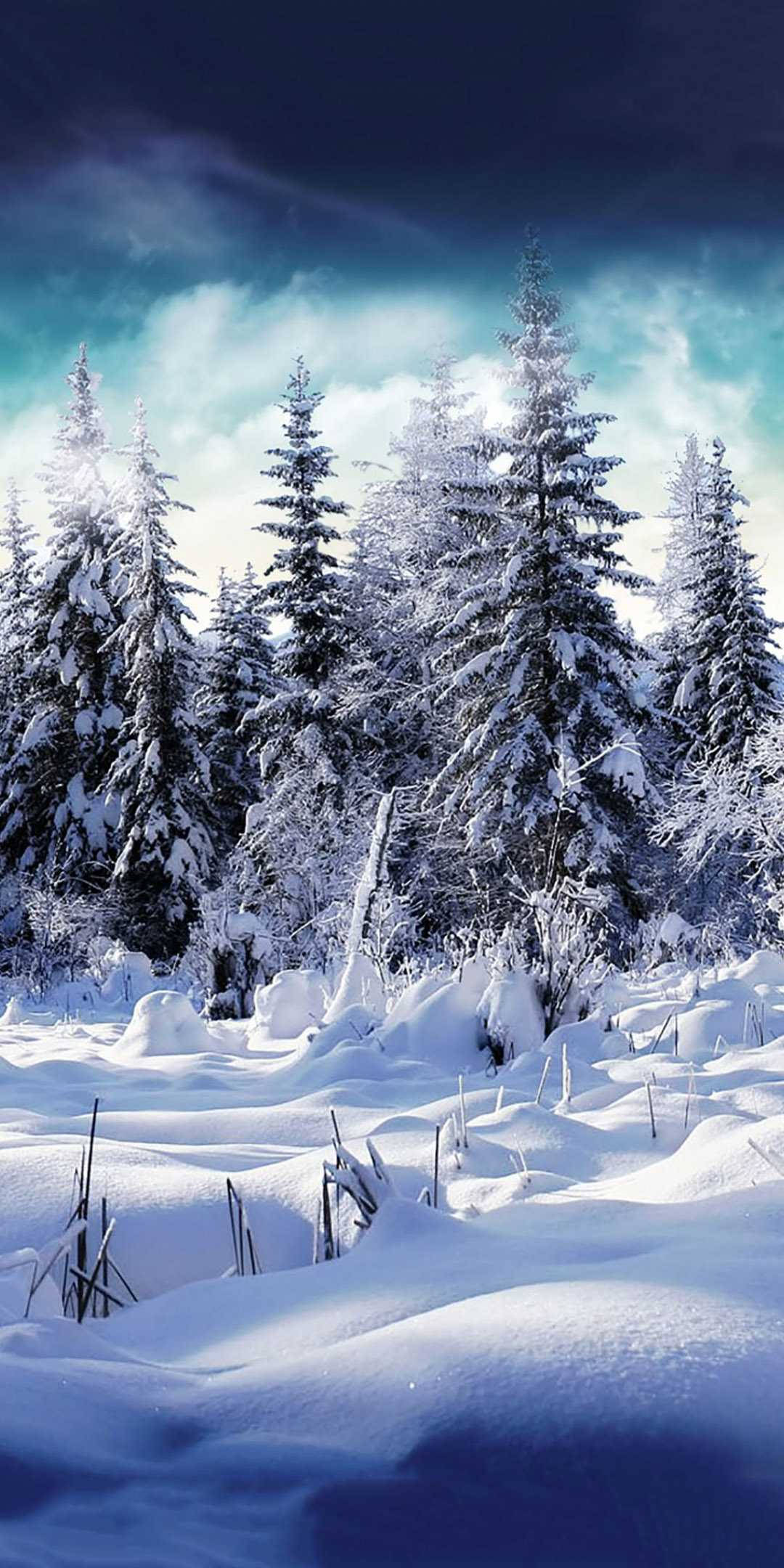 冬季 iPhone 壁紙 桌布 壁紙 — 白雪覆蓋的常綠樹在戲劇性的暮色天空下，聳立在寧靜的冬季森林中。