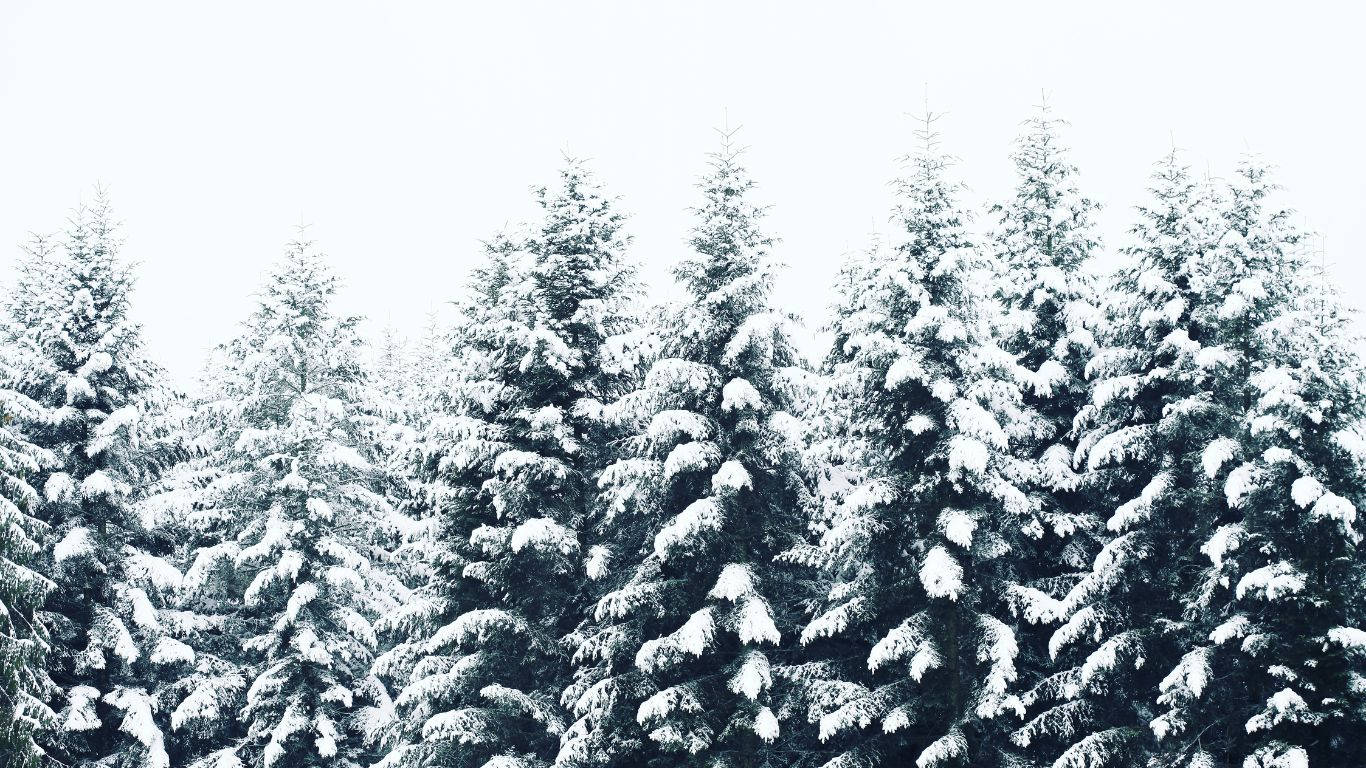 桌布 壁紙 — 白雪覆蓋的常綠樹在明亮的白色冬日天空下高高聳立，呈現寧靜的森林景象。