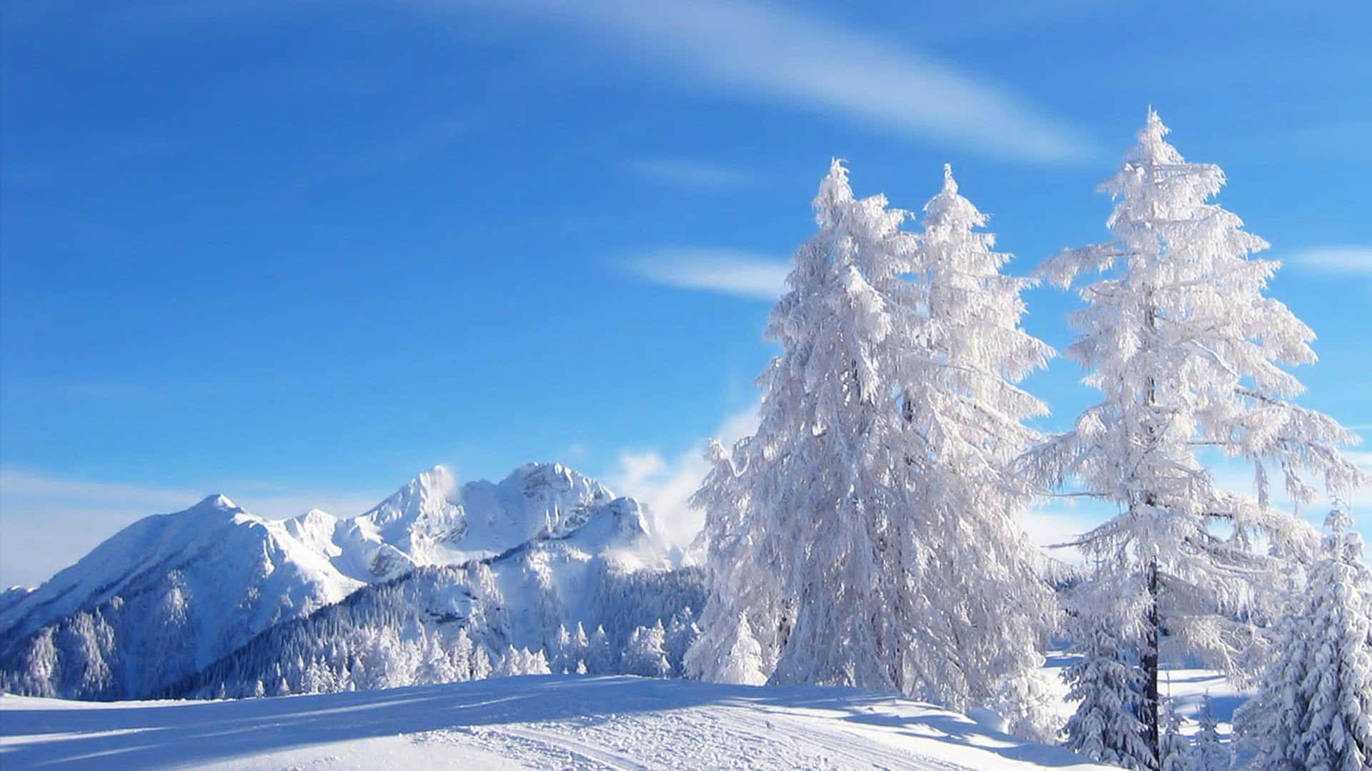 1920x1080 Winter 桌布 壁紙 — 白雪覆蓋的常綠樹在明亮的藍天下，遠處有積雪的山峰，在清澈的陽光下高高聳立。