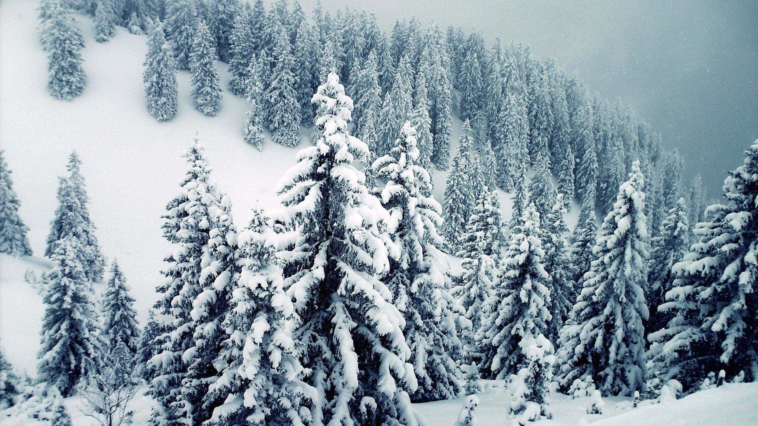 Snow Trees 桌布 壁紙 — 白雪覆蓋的常綠樹在柔和的冬日天空下覆蓋著寧靜的山坡。