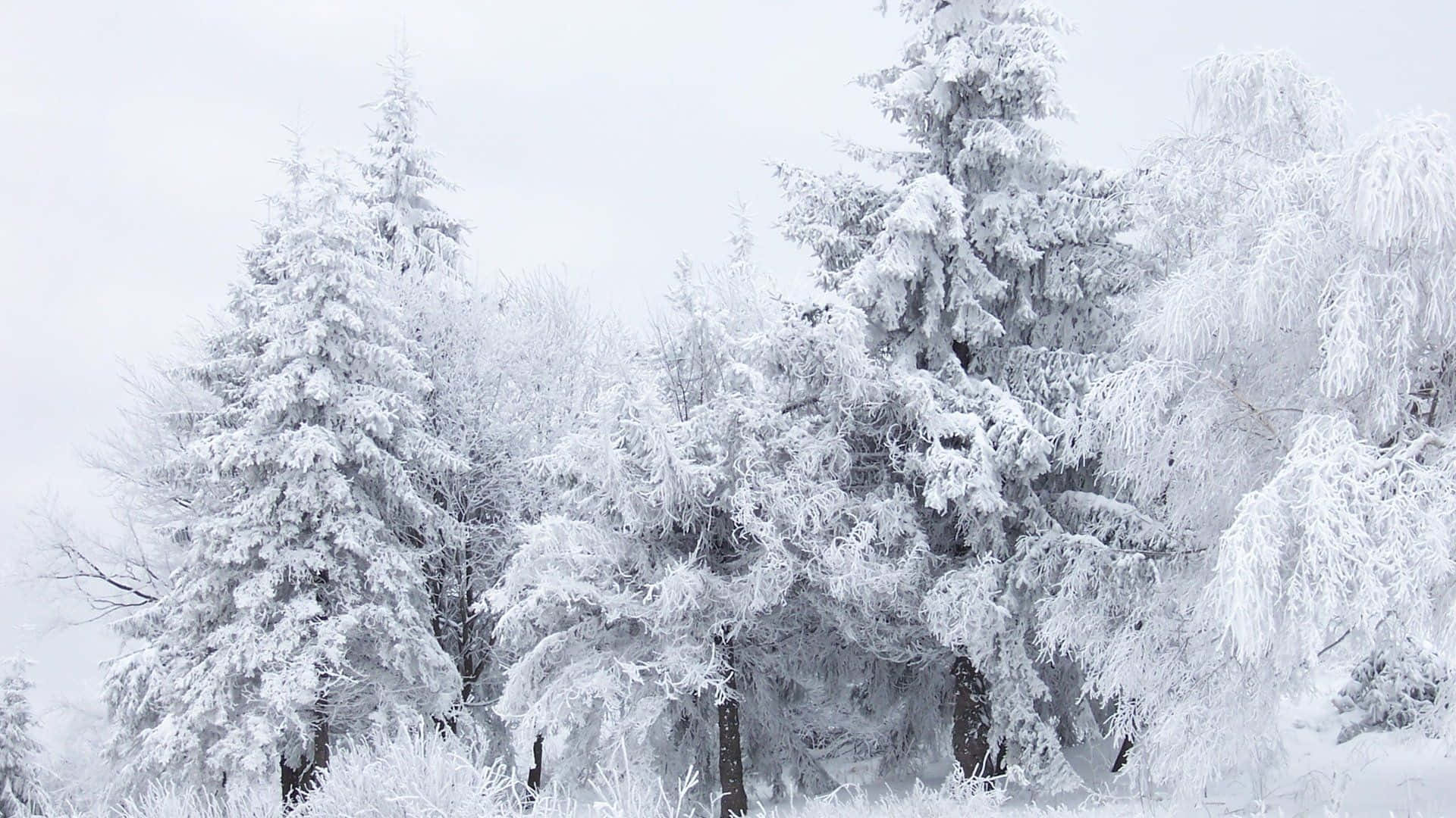 Snow Trees 桌布 壁紙 — 白雪覆蓋的常綠樹在柔和的灰色冬日天空下靜止不動，構成寧靜的森林場景。