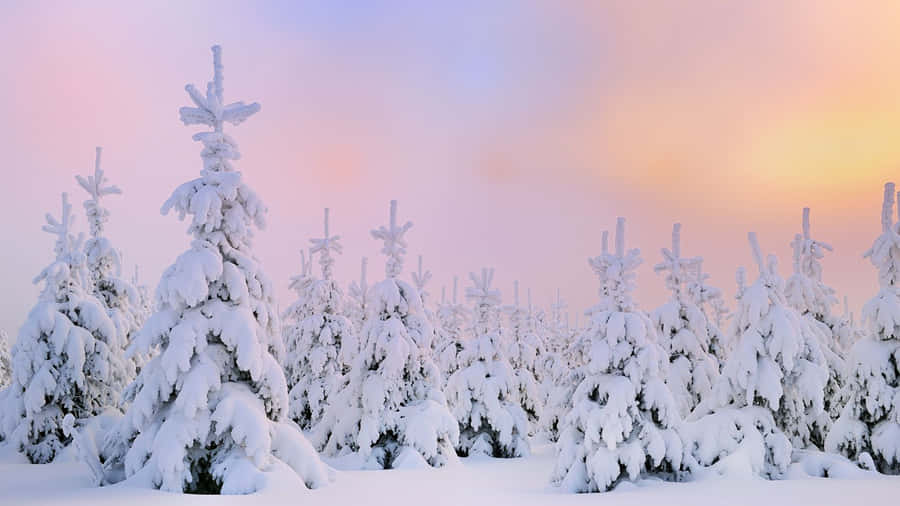 High Resolution Snow 桌布 壁紙 — 白雪覆蓋的常綠樹在柔和的粉紅與橙色暮色天空下寧靜地矗立。