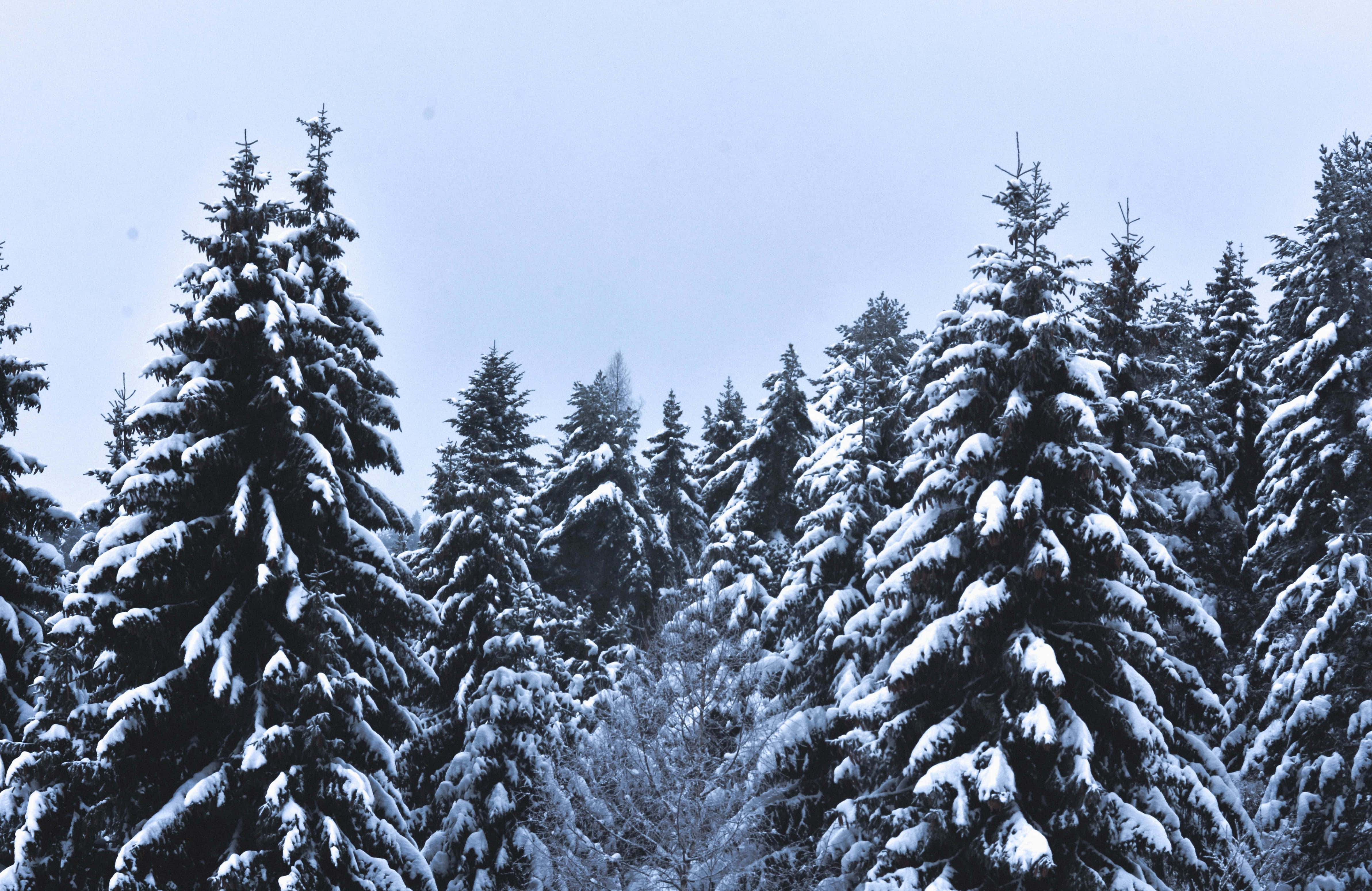 Winter Forest 桌布 壁紙 — 白雪覆蓋的常綠樹在蒼白的冬日天空下，於寧靜的森林場景中高聳挺立。