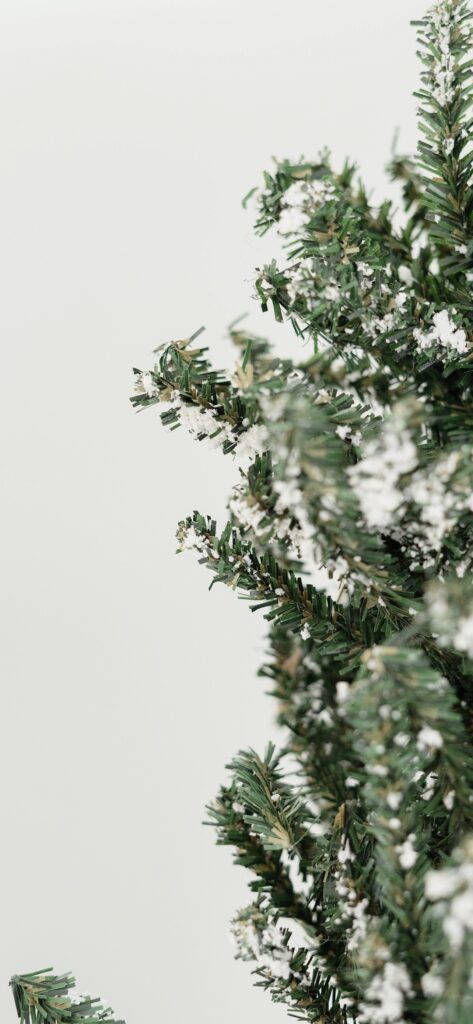 簡約冬日場景中白雪覆蓋的常綠樹枝 — 簡約美學 壁紙