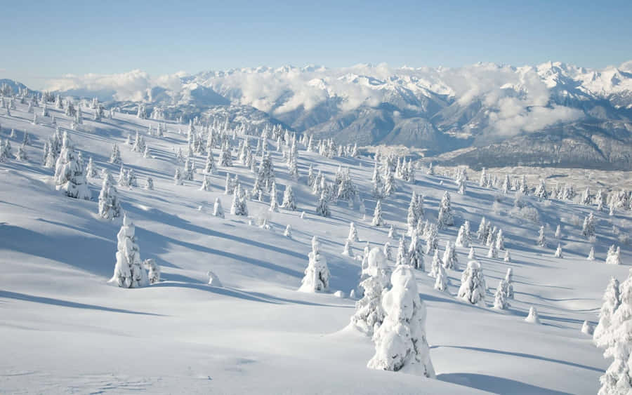 High Resolution Snow 桌布 壁紙 — 白雪覆蓋的常綠樹點綴在廣闊的陽光普照山坡上，背景是清澈的藍天和遠處的山峰。