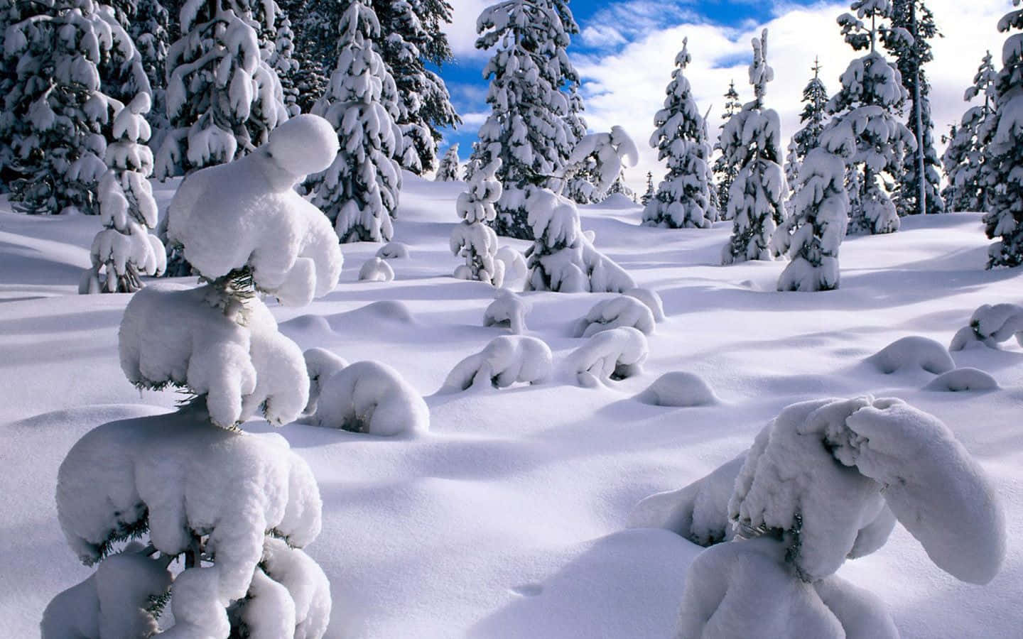 冬季美學 桌布 壁紙 — 白雪覆蓋的常青樹在明亮的藍天和蓬鬆的白雲下，矗立在純淨的冬季森林中。