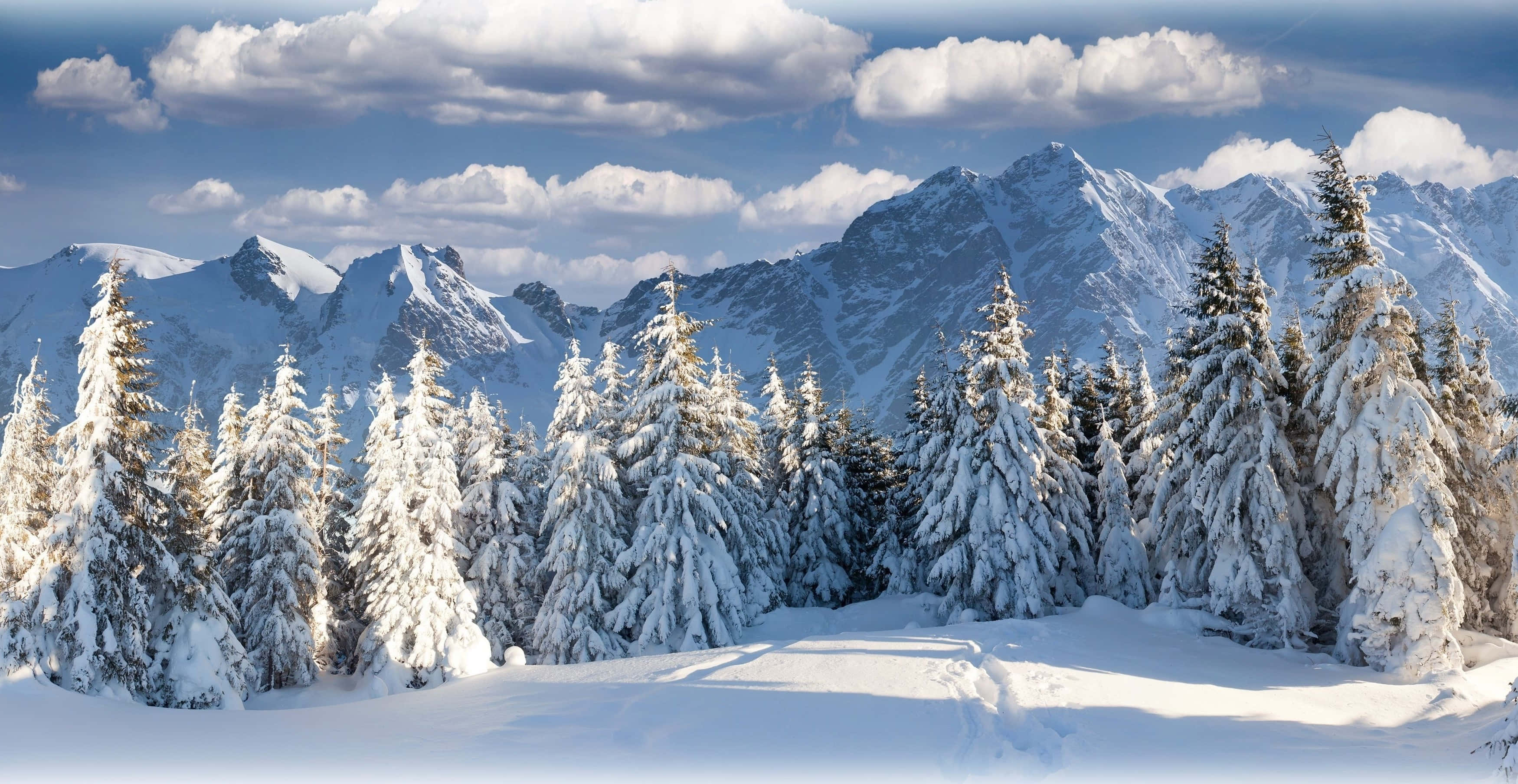 Snowy Mountain 桌布 壁紙 — 白雪覆蓋的常青樹在陽光明媚的冬日森林中高聳，雄偉的雪山在藍天白雲下。