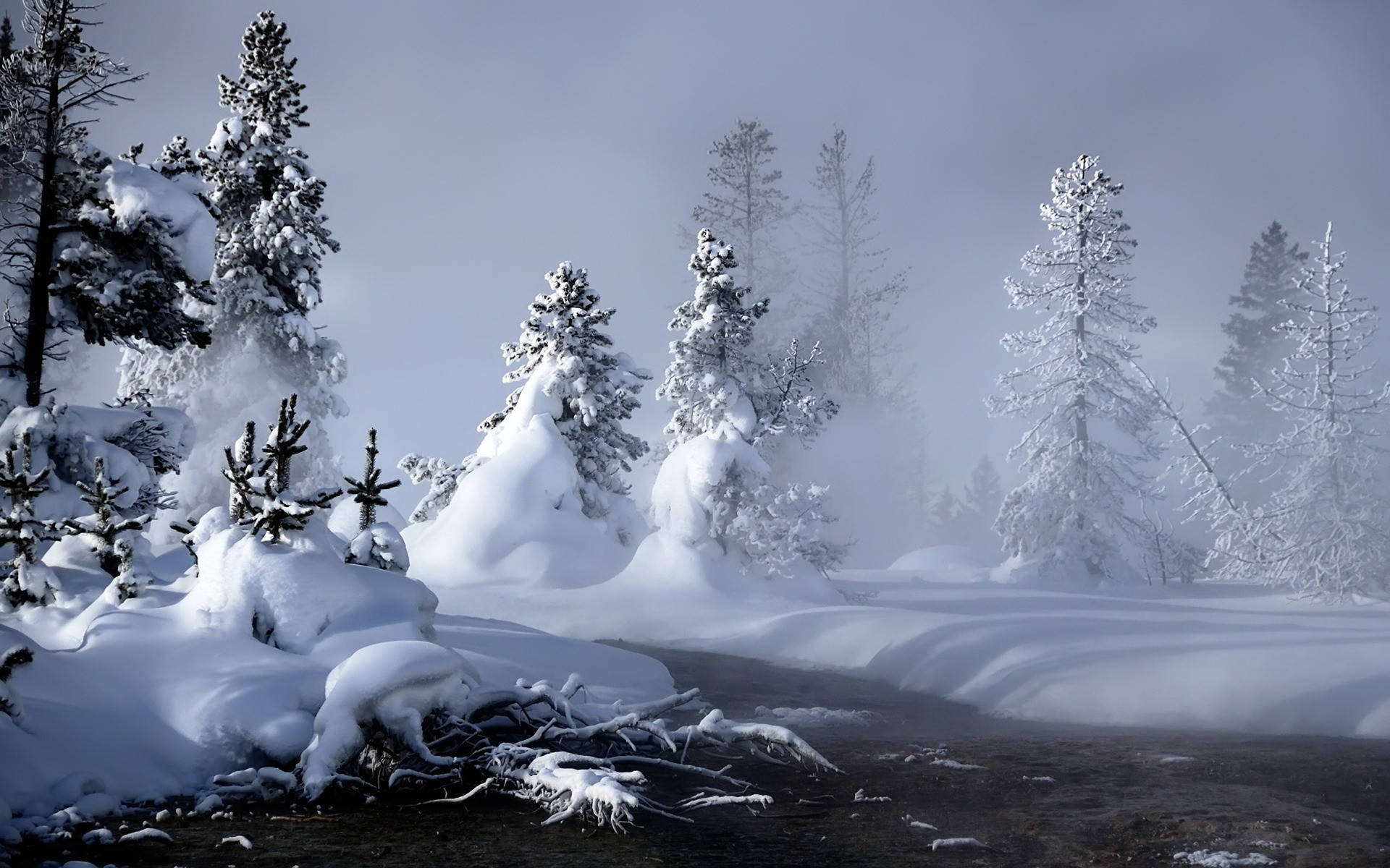 Winter Scene 桌布 壁紙 — 白雪覆蓋的常青樹莊嚴地矗立在煙霧繚繞的河邊，背景是迷霧籠罩的冬日森林。