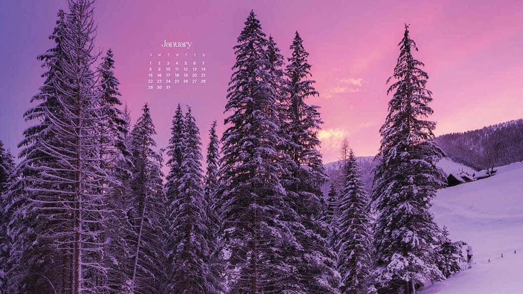 Hello January 桌布 壁紙 — 白雪覆蓋的松樹在充滿活力的粉紅色和紫色冬季日落天空下高聳，並帶有1月日曆疊加。