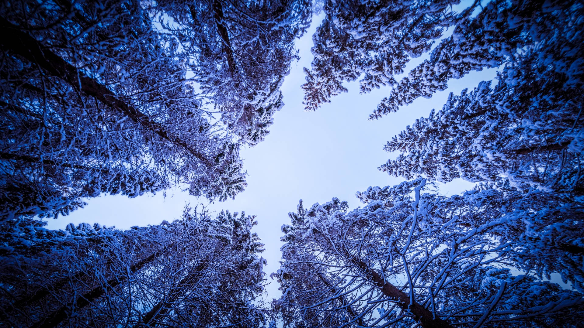 冬季美學 桌布 壁紙 — 白雪覆蓋的松樹在圓形框架中拱起，襯著淡藍色的冬日天空。