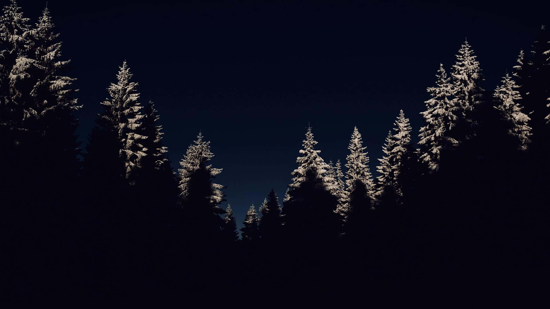 Winter Night Desktop 桌布 壁紙 — 白雪覆蓋的松樹在寂靜的冬季森林中，與深邃的夜空形成鮮明對比。