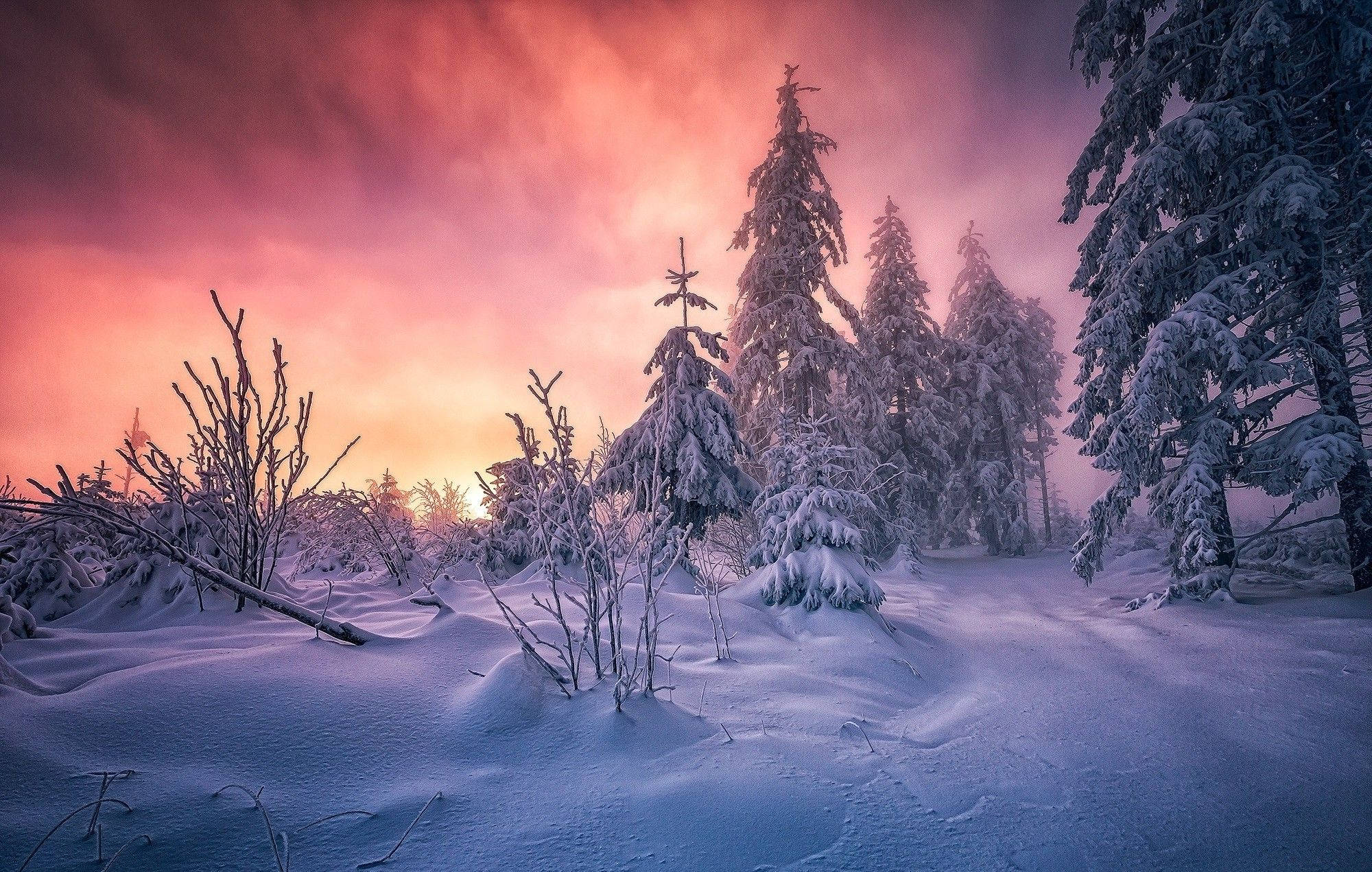雪景 桌布 壁紙 — 白雪覆蓋的松樹在寧靜的冬季森林中，以剪影的形式映襯著火紅的粉紅和橙色日落天空。