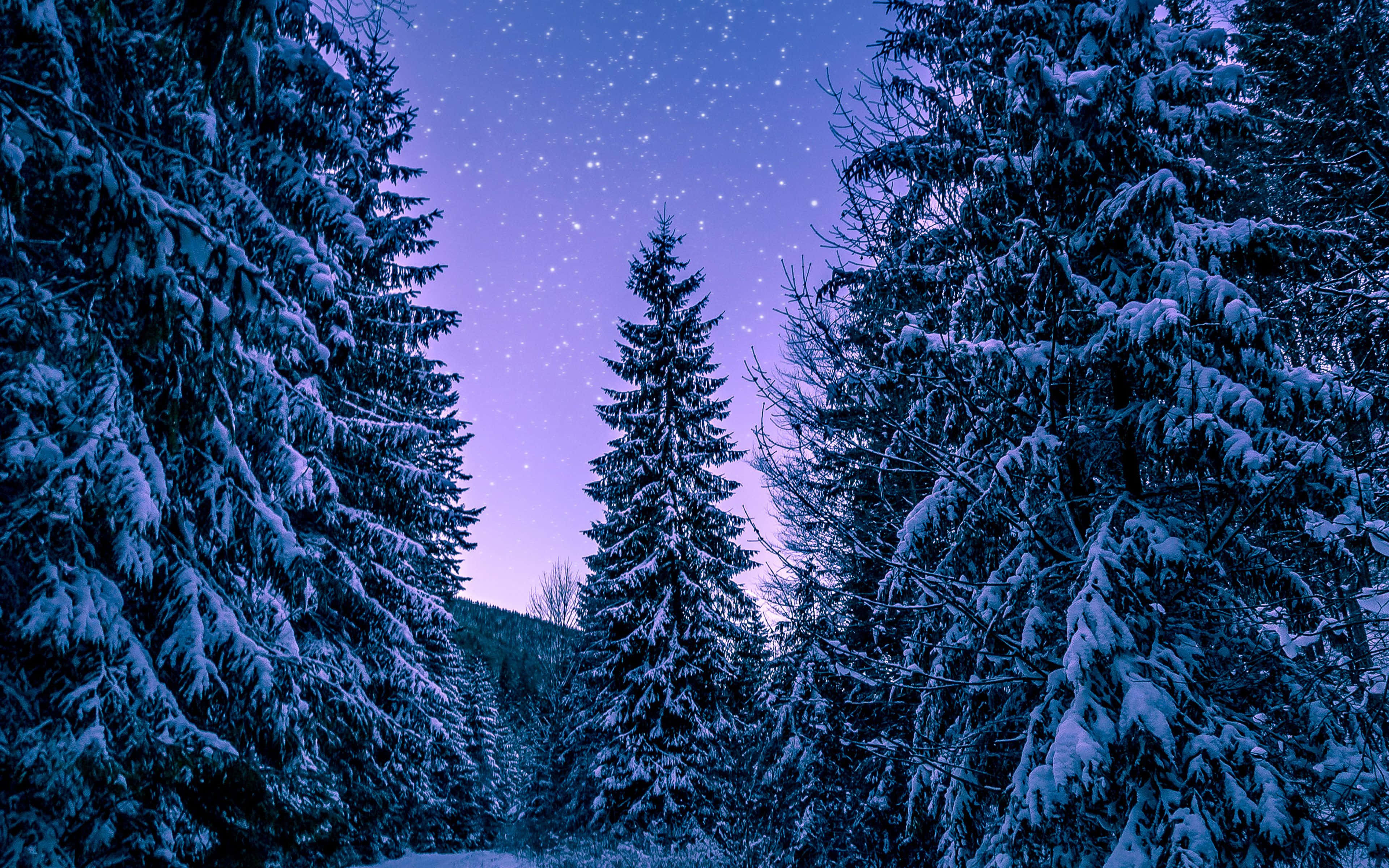 Beautiful Winter 桌布 壁紙 — 白雪覆蓋的松樹在寧靜的冬日森林中框出星光閃爍的紫色暮色天空。