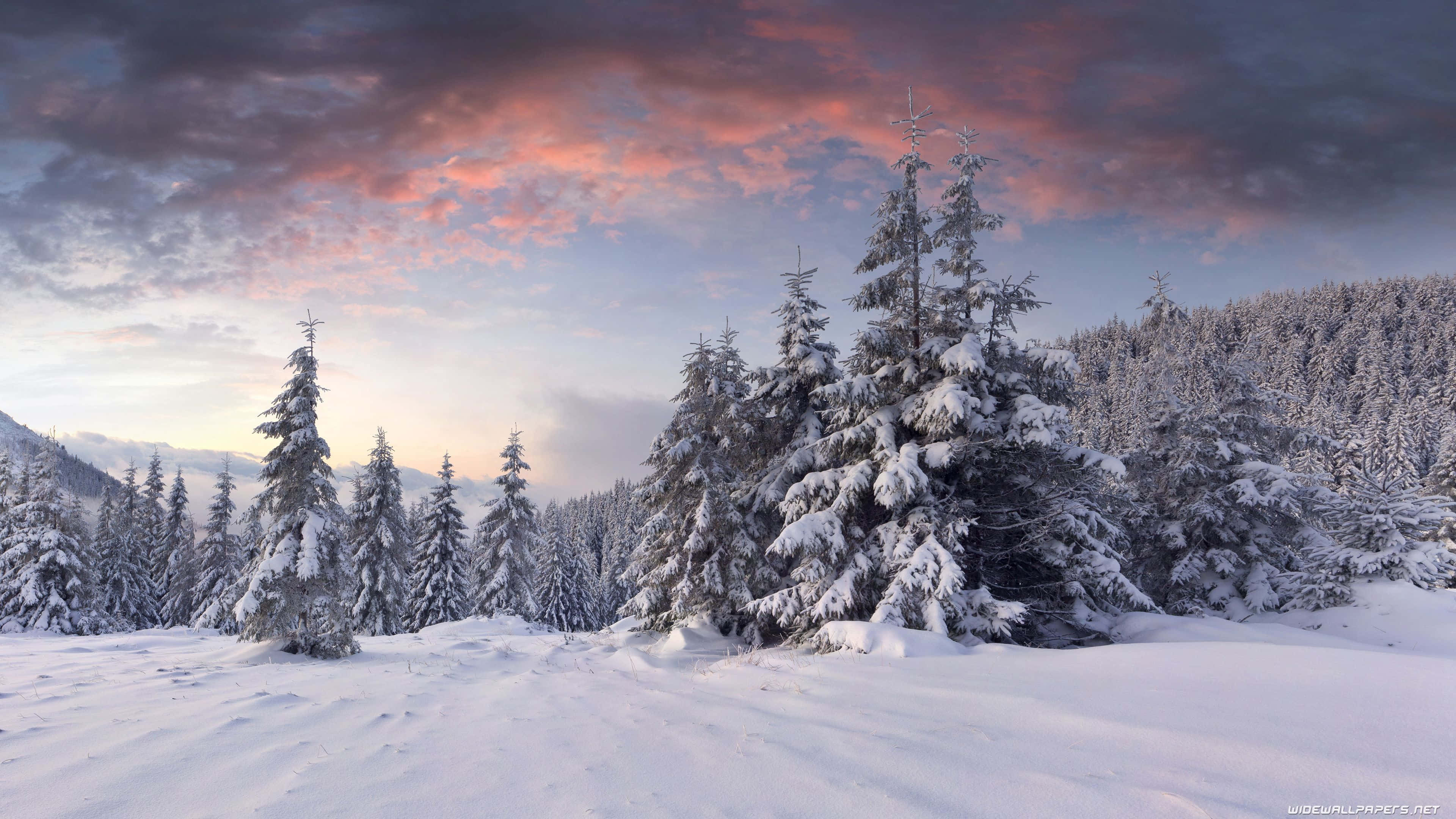Beautiful Winter 桌布 壁紙 — 白雪覆蓋的松樹在戲劇性的粉紅色和紫色日落天空下，矗立在寧靜的冬季森林中。