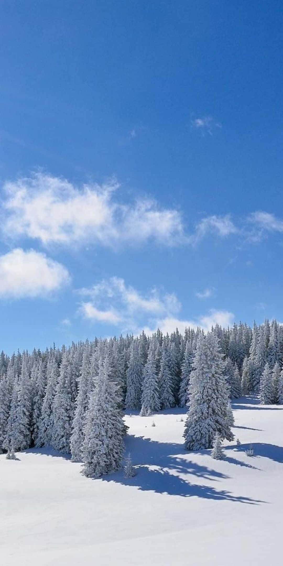 Winter 桌布 壁紙 — 白雪覆蓋的松樹在明亮的藍天下高聳，散落的白色雲朵在純淨的雪地上投下長長的影子。