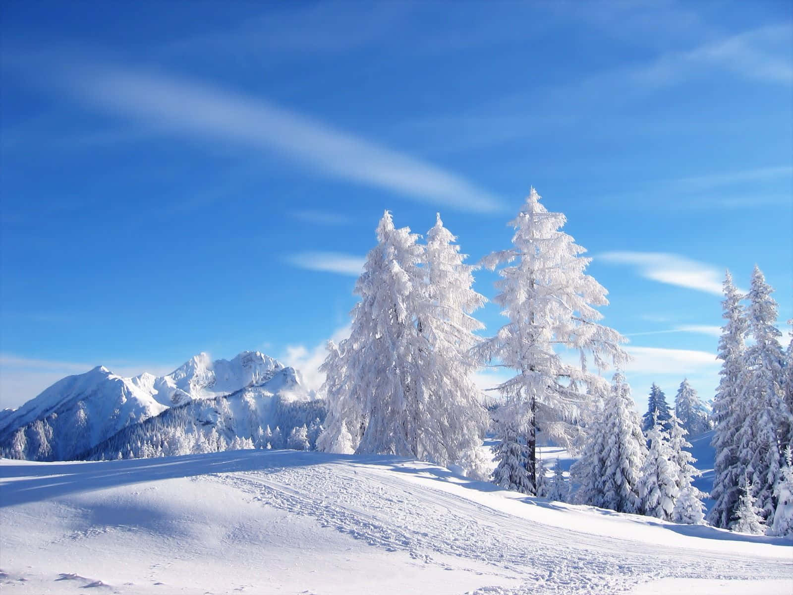 冬季桌面 桌布 壁紙 — 白雪覆蓋的松樹在晴朗的藍天下高聳，遠方白雪覆蓋的山脈在明亮的陽光下閃耀。
