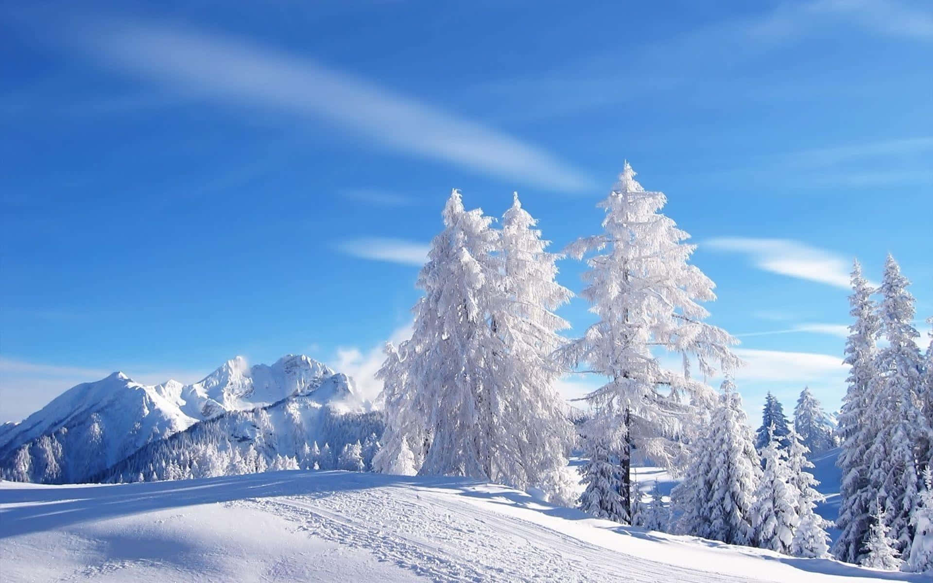 冬季美學 桌布 壁紙 — 白雪覆蓋的松樹在晴朗的藍天下高聳，遠山頂峰在明亮的陽光下清晰可見。