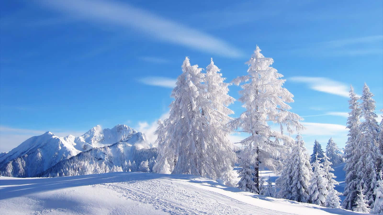 High Resolution Snow 桌布 壁紙 — 白雪覆蓋的松樹在晴朗的藍天下高聳，遠處的雪山在明亮的陽光下閃耀。