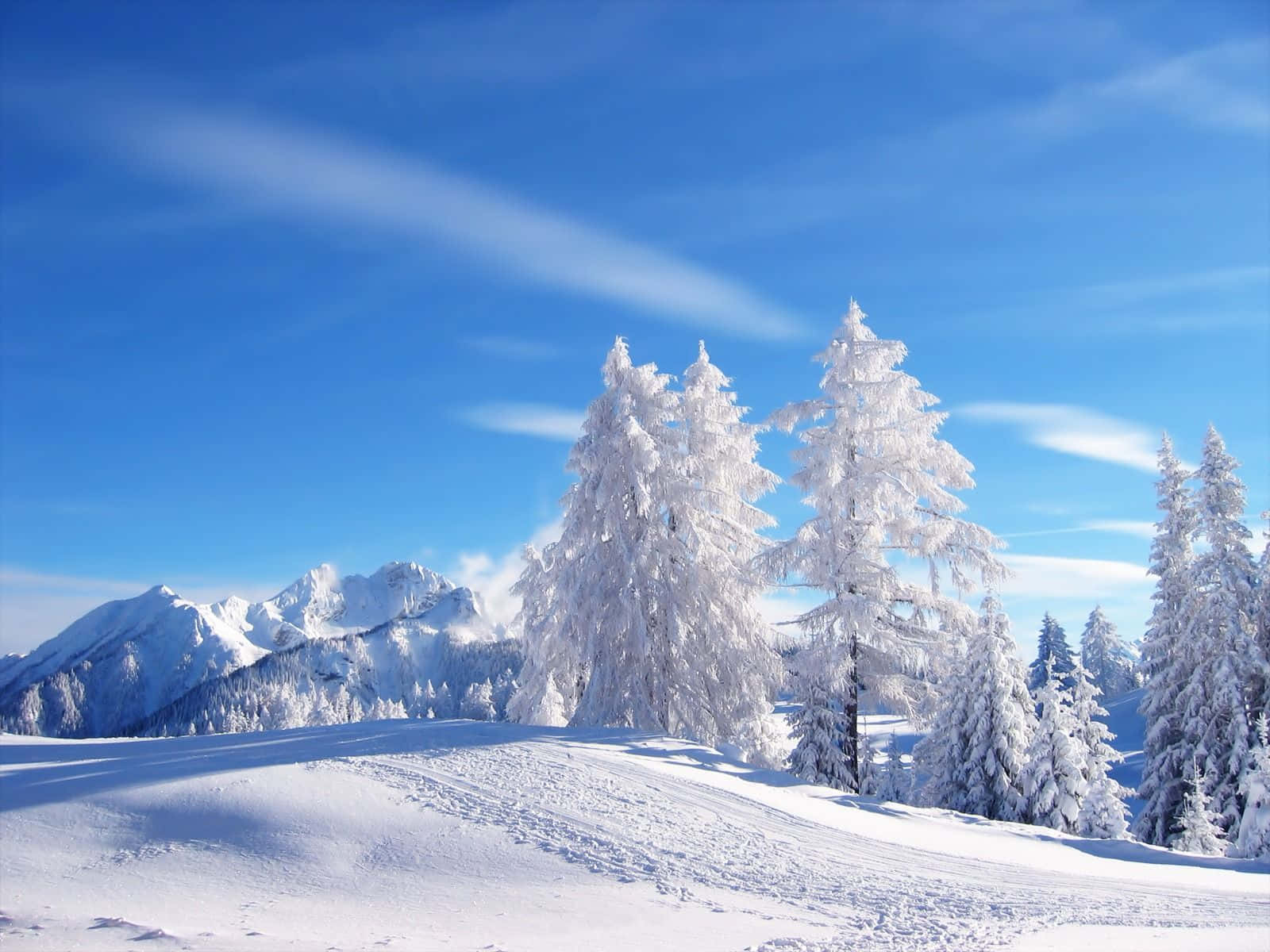 Winter Aesthetic 桌布 壁紙 — 白雪覆蓋的松樹在晴朗的藍天下高高聳立，遠山頂峰在明亮的陽光下清晰可見。