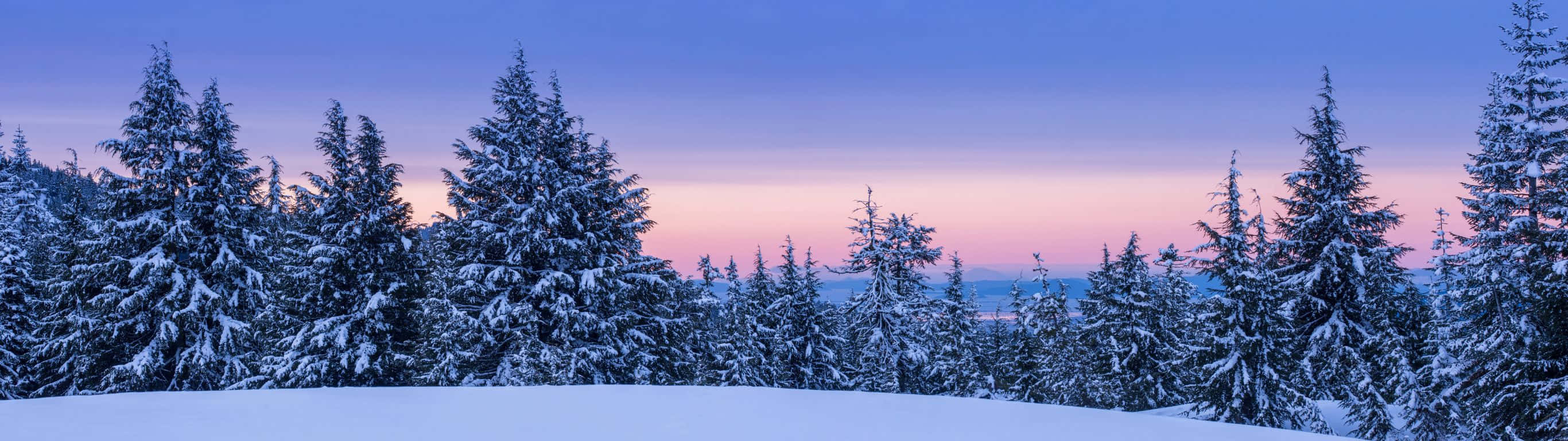 2732x768 桌布 壁紙 — 白雪覆蓋的松樹在暮色天空下呈現剪影，天空染上柔和粉紅與紫色調。
