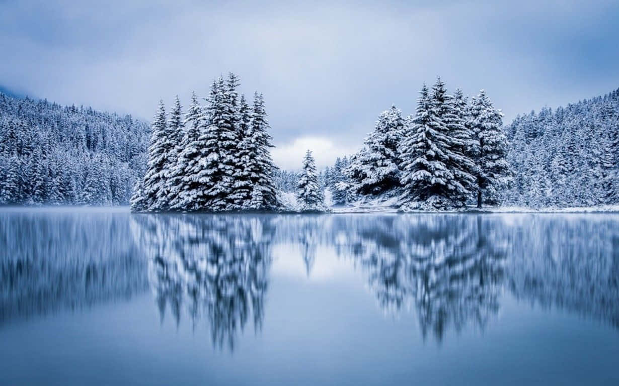 Beautiful Winter 桌布 壁紙 — 白雪覆蓋的松樹在柔和的藍天下，完美地倒映在如玻璃般的冬日湖面上。