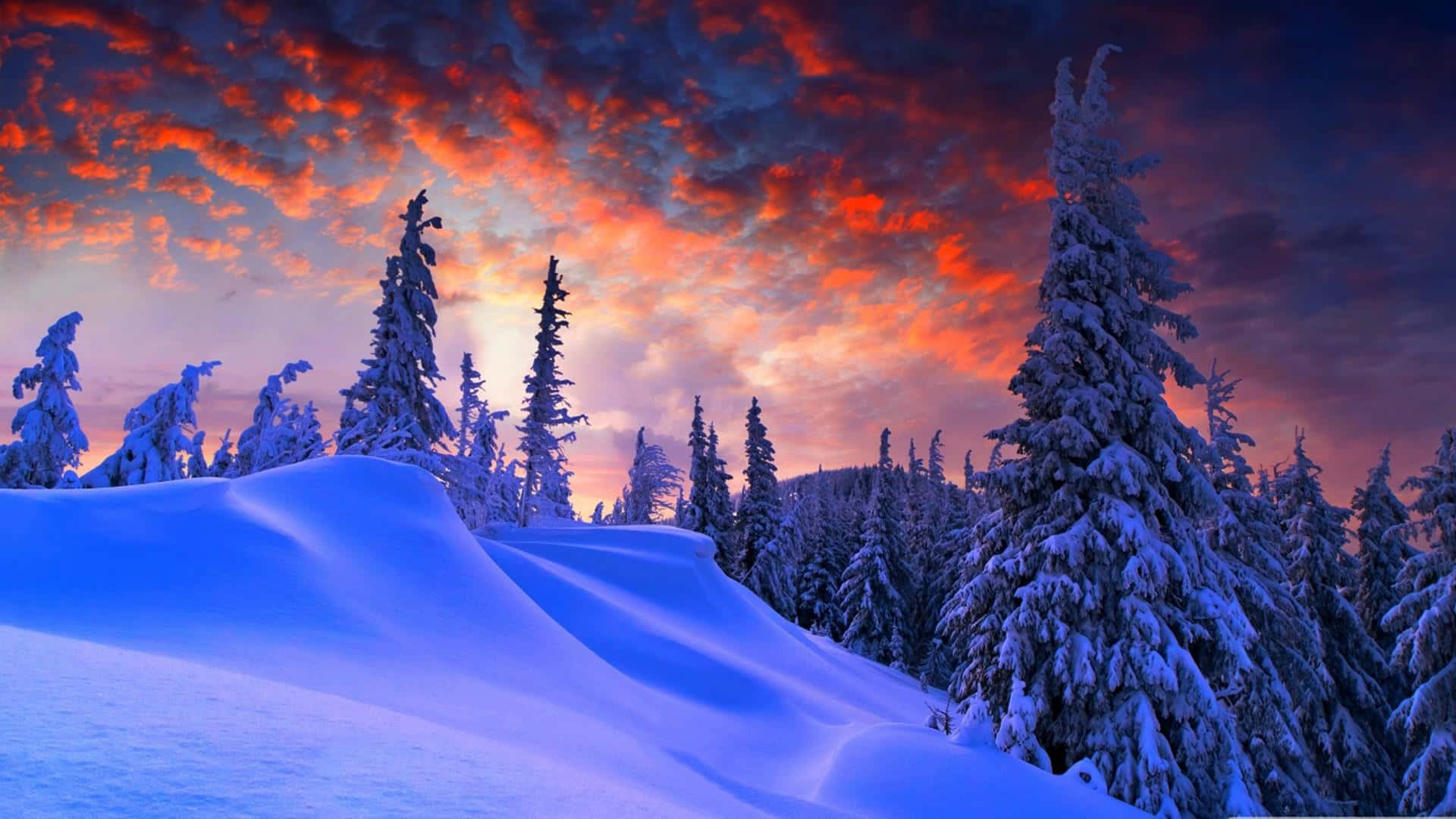 1920x1080 Winter 桌布 壁紙 — 白雪覆蓋的松樹在火紅的橙色和紫色日落天空下形成剪影，矗立在純淨的冬季景觀中。