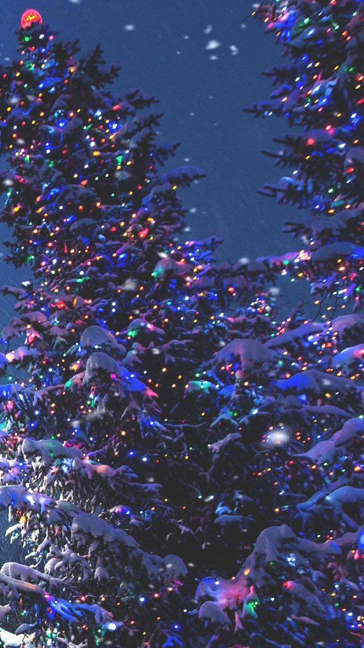 聖誕燈飾 桌布 壁紙 — 白雪覆蓋的松樹在雪夜天空下閃爍著五彩繽紛的燈光。
