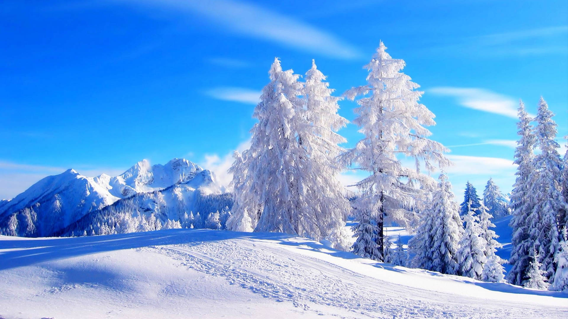 Most Beautiful HD 桌布 壁紙 — 白雪覆蓋的松樹在鮮豔的藍天下高聳，遠處的雪山在明亮的陽光下閃耀。