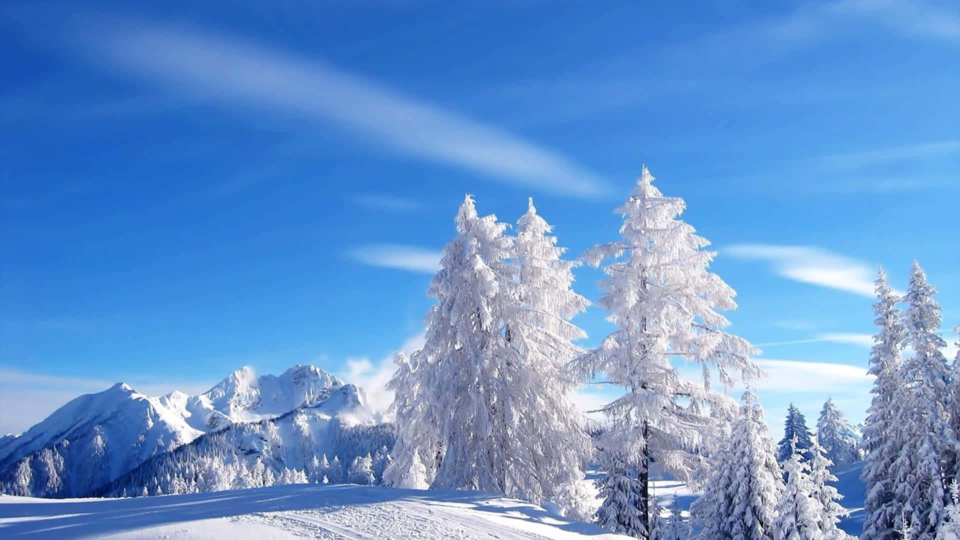 Winter Blues 桌布 壁紙 — 白雪覆蓋的松樹在鮮豔的藍天下高聳，遠處的雪山在明亮的陽光下閃耀。