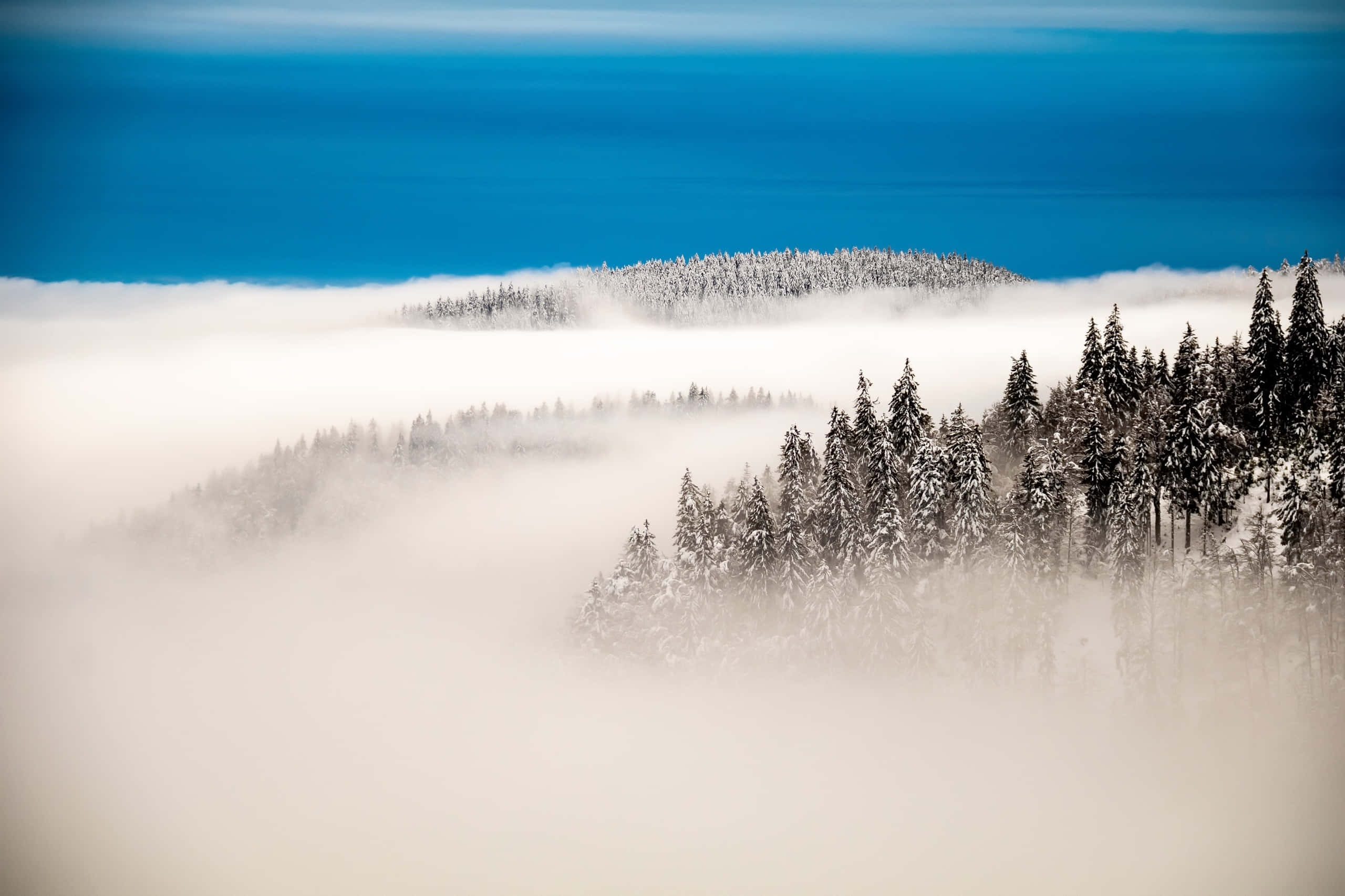 Fog 桌布 壁紙 — 白雪覆蓋的松樹從霧海中升起，在廣闊清澈的藍天下，呈現寧靜的冬季景觀。