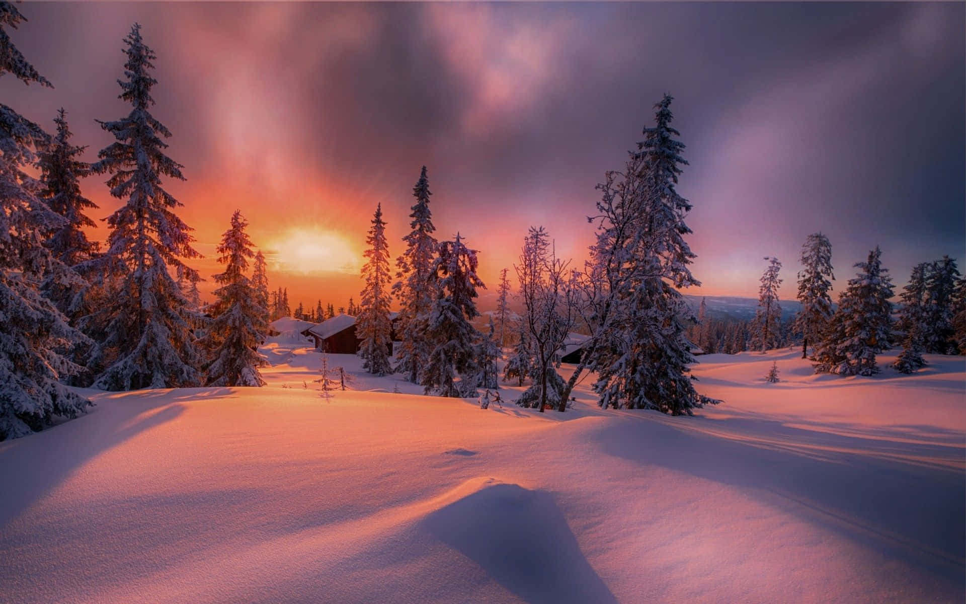 Winter Sunset 桌布 壁紙 — 白雪覆蓋的松樹林沐浴在溫暖的日落餘暉中，柔和的粉紅色和橙色色調在純淨的白色景觀上投下長長的陰影。