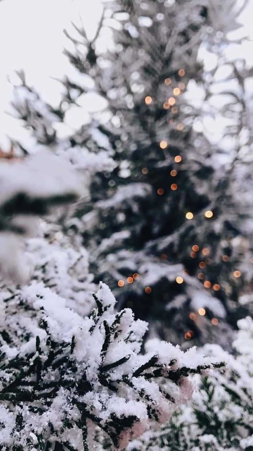 Life Aesthetic 桌布 壁紙 — 白雪覆蓋的松樹枝條，在淡白的冬日天空襯托下，柔和地閃爍著模糊的童話燈光。