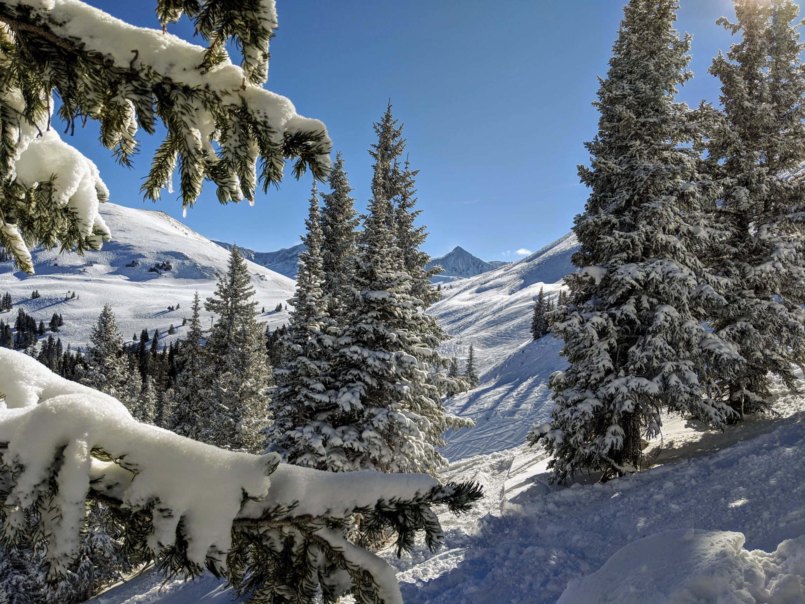 Colorado Mountain 桌布 壁紙 — 白雪覆蓋的松樹枝條框住了明亮藍天，下方是陽光照耀、覆蓋著純淨白雪的山谷。