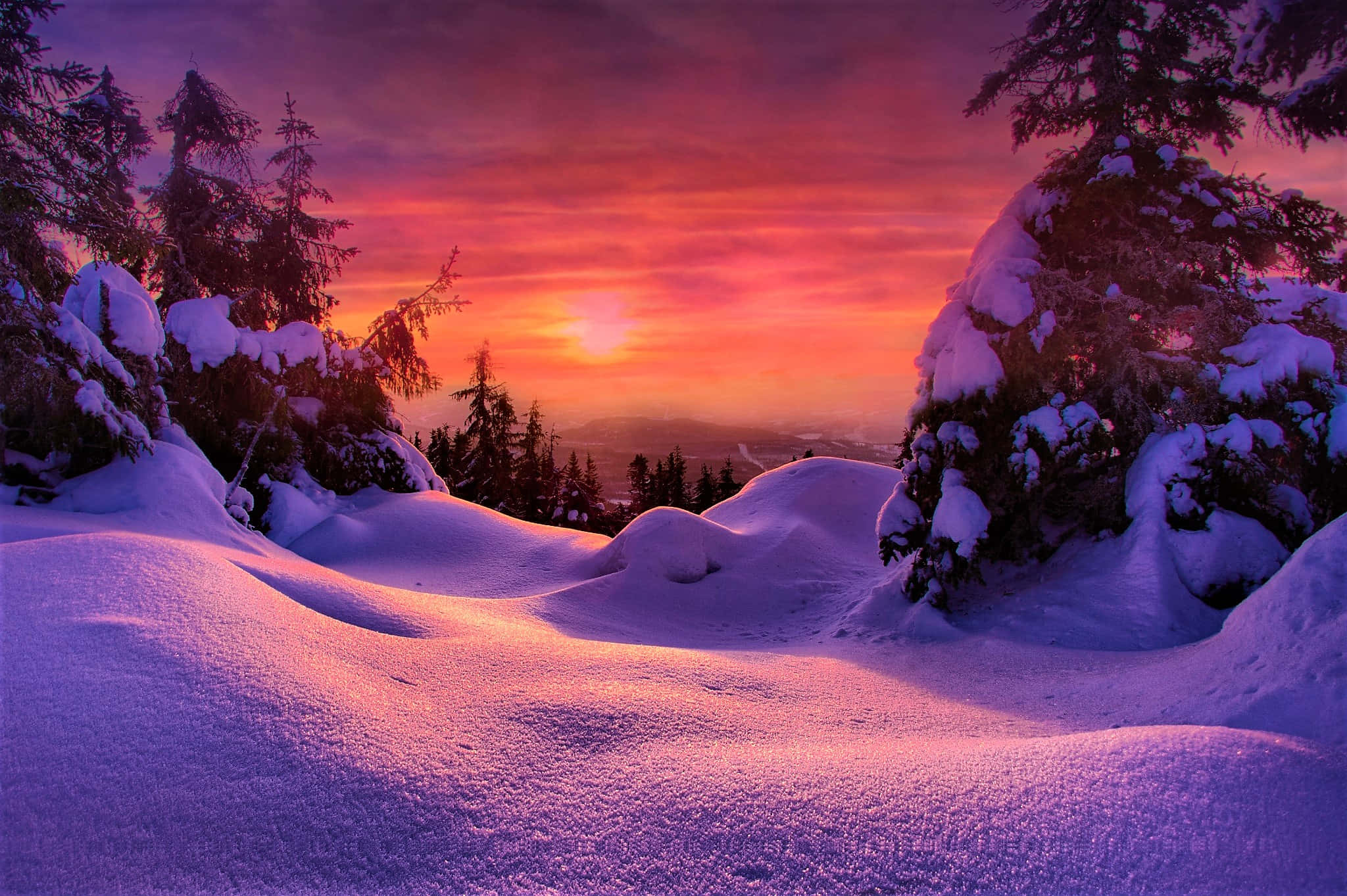 Winter Sunset 桌布 壁紙 — 白雪覆蓋的松樹框住了寧靜冬季山谷上空充滿活力的紫色和橙色日落。