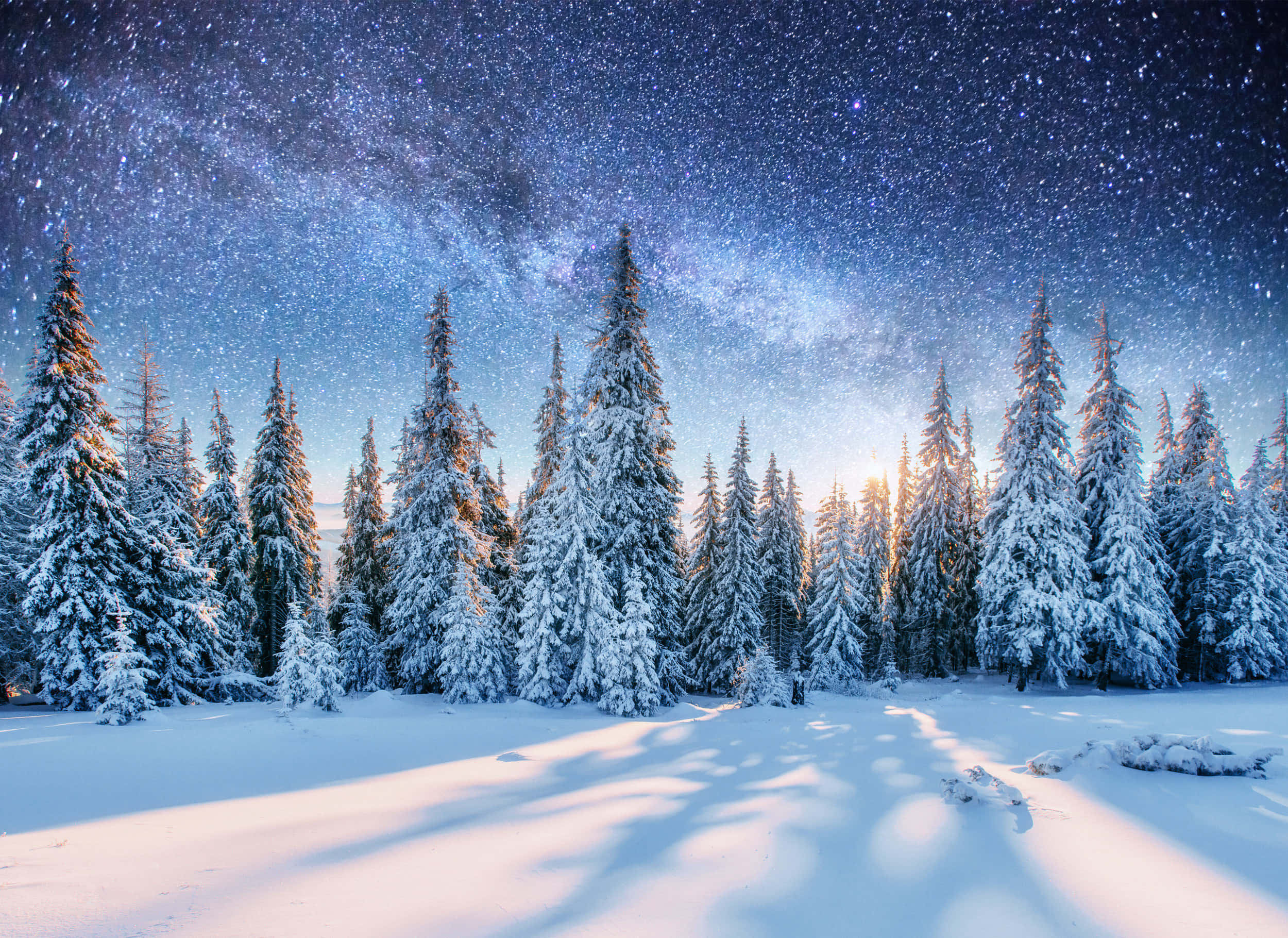 聖誕節 桌布 壁紙 — 白雪覆蓋的松樹矗立在繁星點點的夜空下，銀河在積雪的森林地面上閃耀。