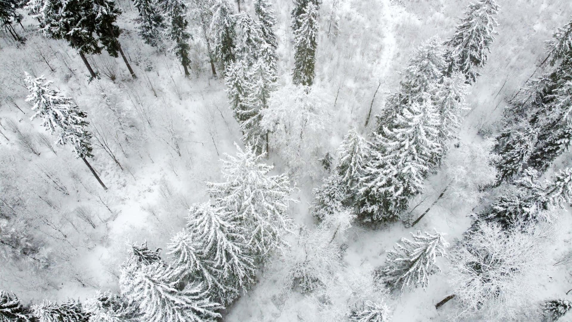 Winter Forest 桌布 壁紙 — 白雪覆蓋的松樹覆蓋著寧靜的冬季森林地面的鳥瞰圖。