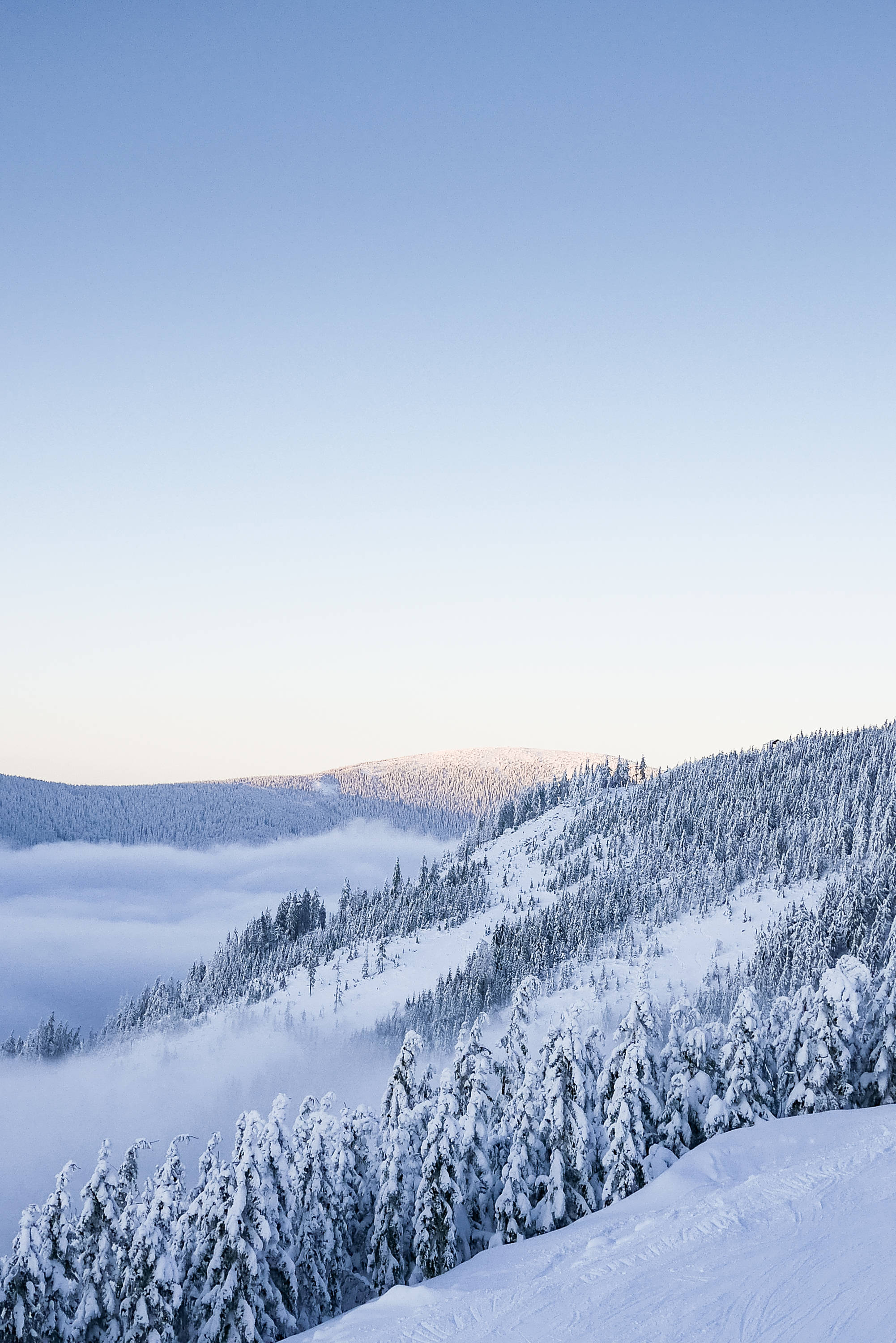 HD Scenery 桌布 壁紙 — 白雪覆蓋的松樹覆蓋著山脊，柔和的晨光在下面的雲海上閃耀。