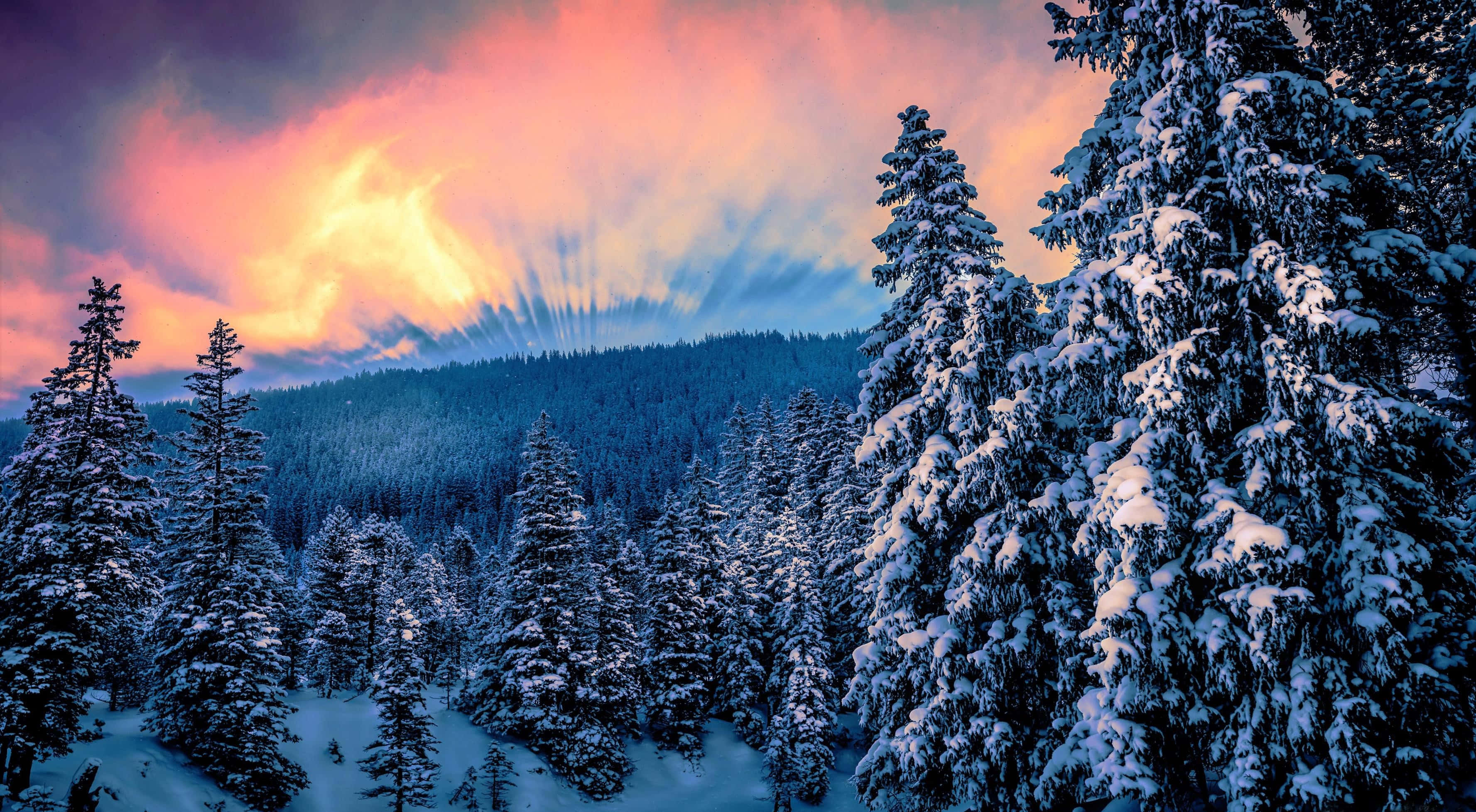 Winter Forest 桌布 壁紙 — 白雪覆蓋的松樹高聳入雲，映襯著充滿活力的日落天空，燦爛的陽光穿透五彩斑斕的雲層。