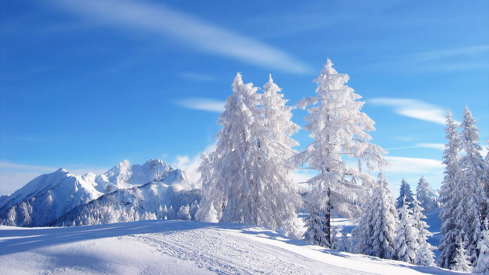Snow Desktop 桌布 壁紙 — 白雪覆蓋的松樹高聳在清澈的藍天下，遠處的山峰在明亮的陽光下清晰可見。