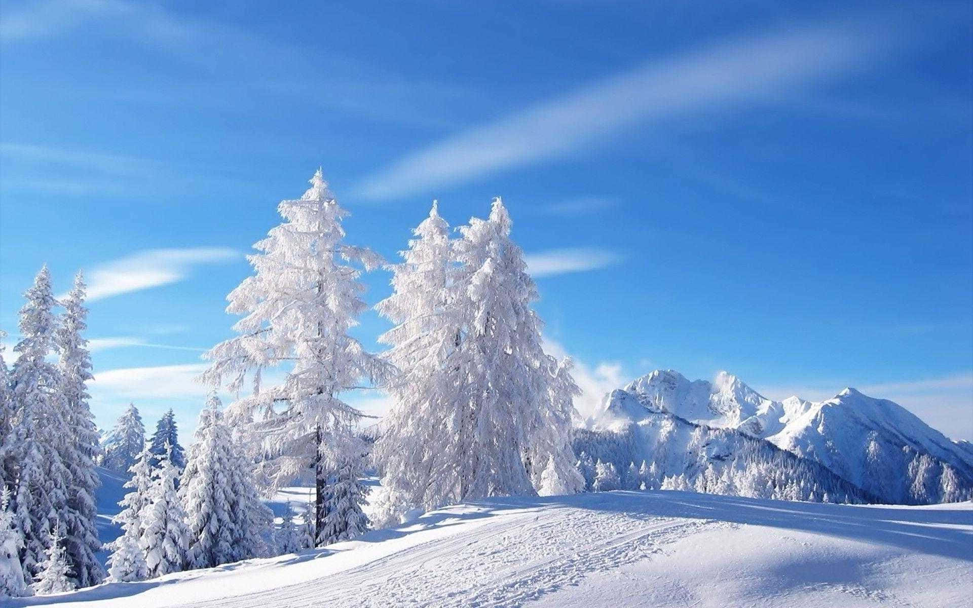 winter wonderland 桌布 壁紙 — 白雪覆蓋的松樹高聳在清澈的藍天下，遠處有白雪覆蓋的山峰，沐浴在明亮的陽光中。