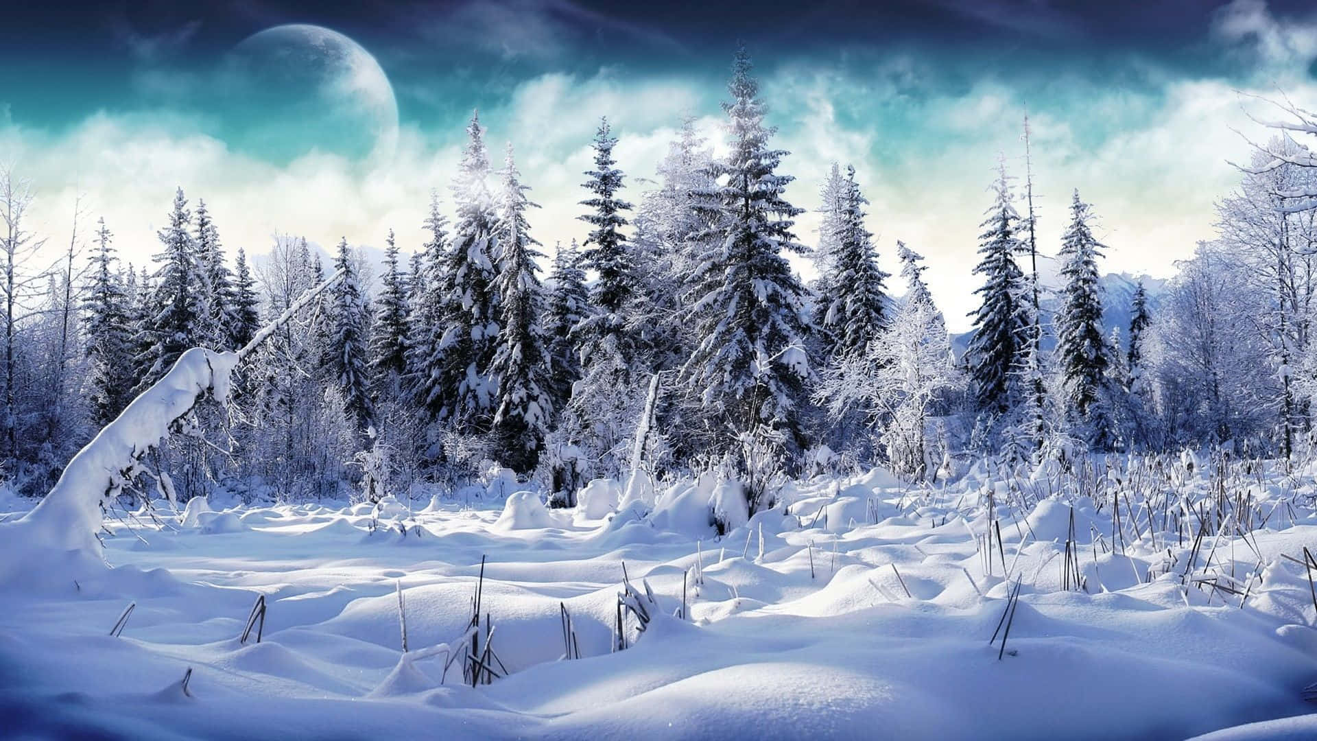 桌布 壁紙 — 白雪覆蓋的森林，在發光的月亮下，松樹覆蓋著霜，深藍色的黃昏天空。