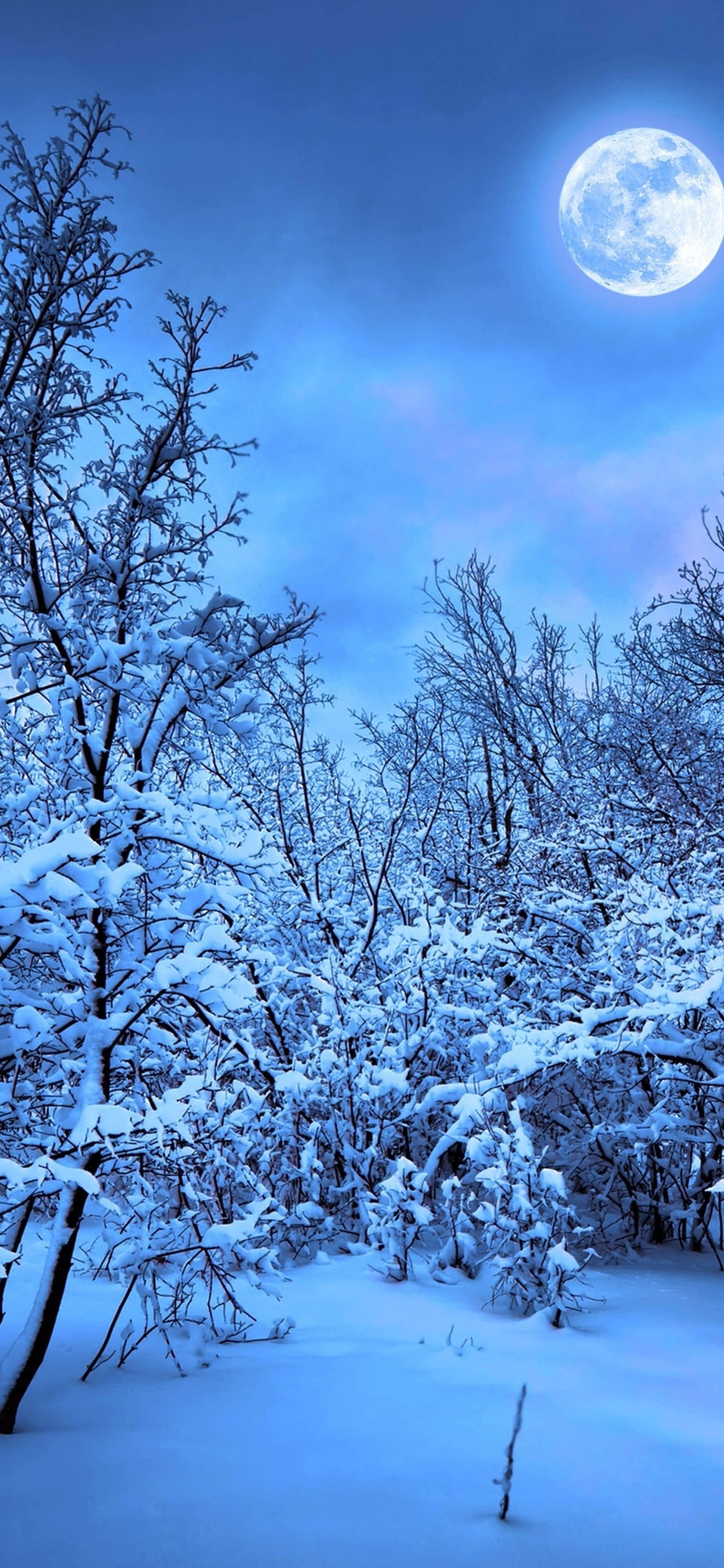 自然 桌布 壁紙 — 白雪覆蓋的森林，明亮的滿月將寧靜的藍光灑在光禿的樹枝上。