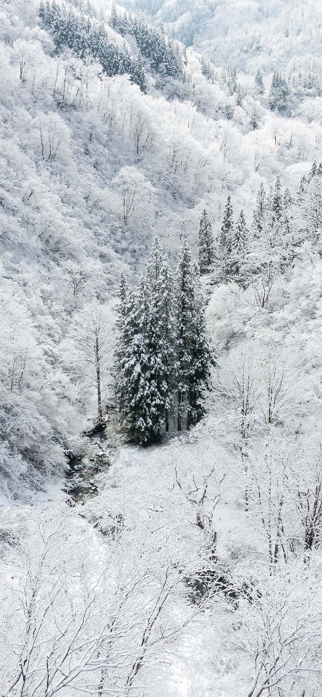 Snow iPhone 桌布 壁紙 — 白雪覆蓋的森林山谷鳥瞰圖，蜿蜒的小溪和常綠樹木被白色覆蓋。