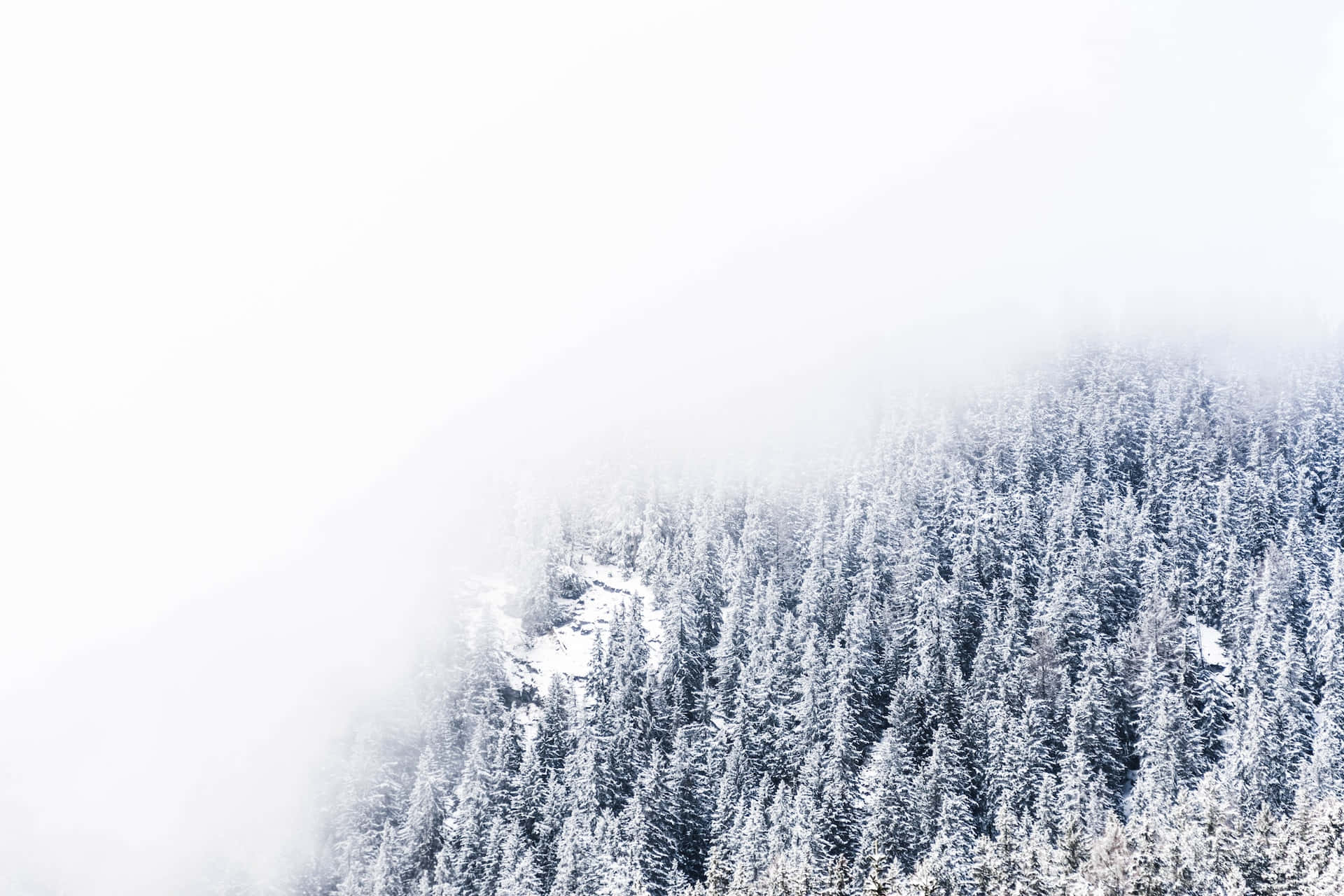 Display 桌布 壁紙 — 白雪覆蓋的森林樹冠在陰天之下從濃霧中浮現。